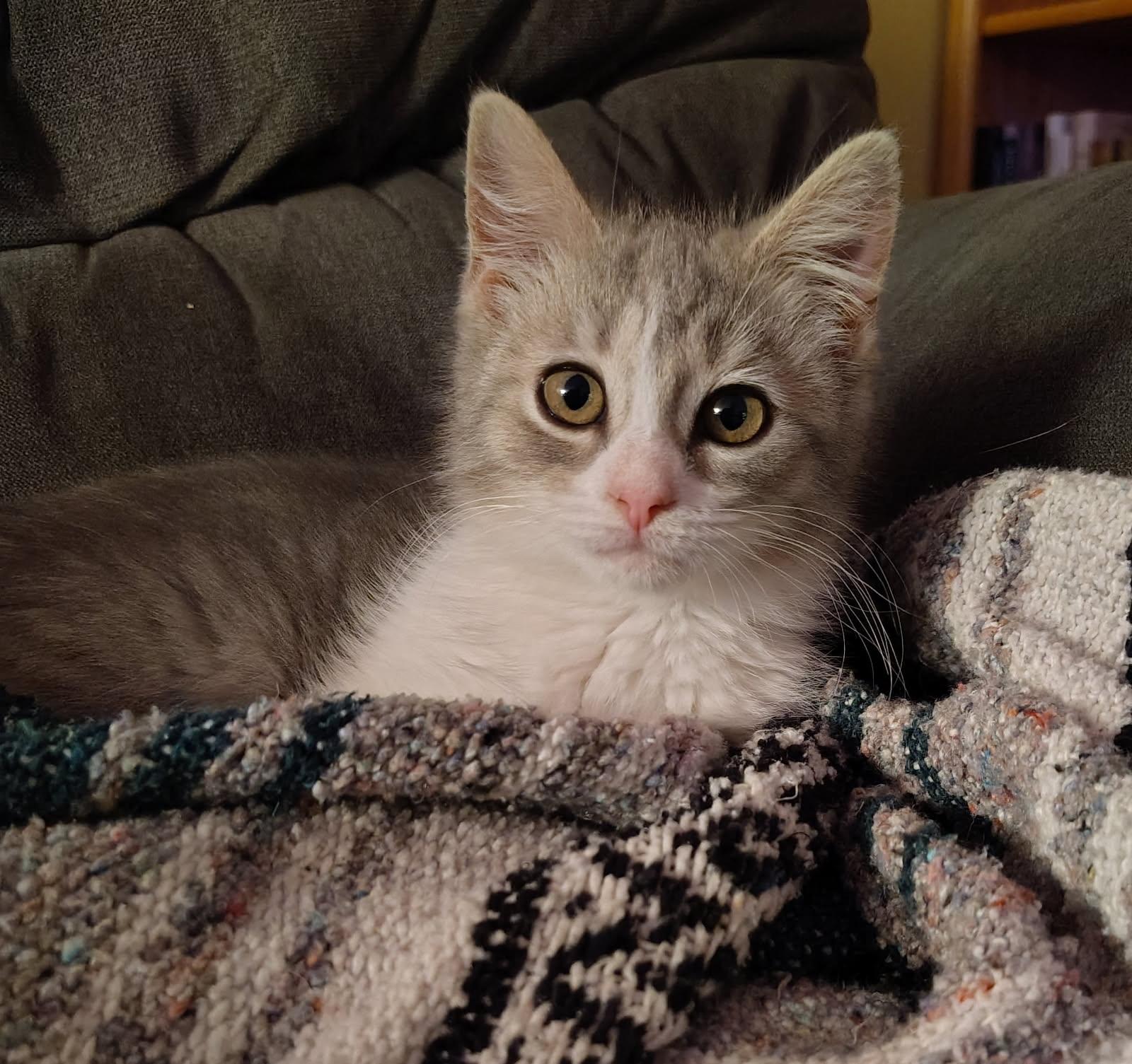 Miss Teak *With Mr.E*, ADOPTABLE, Kitten Female Domestic Short Hair.