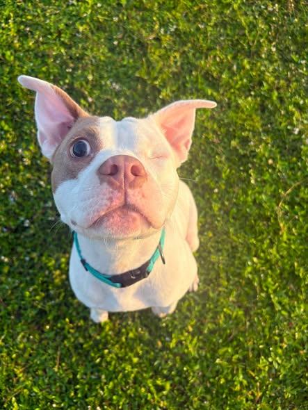 Enlarge Crystal, a ADOPTABLE mixed breed in Miami, FL image 3/3