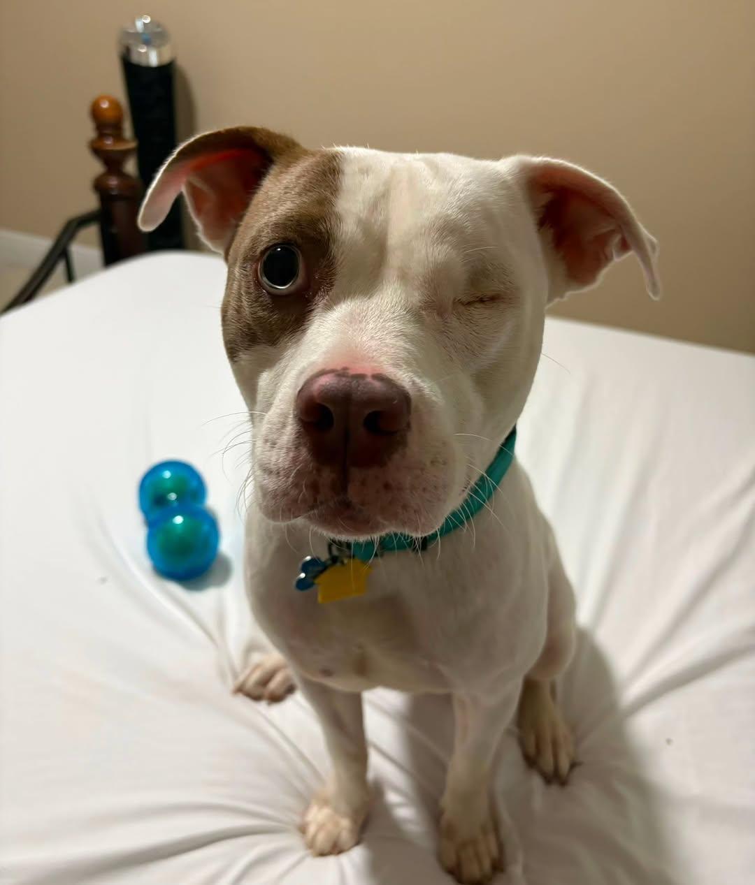 Crystal, ADOPTABLE, Young Female American Bully.