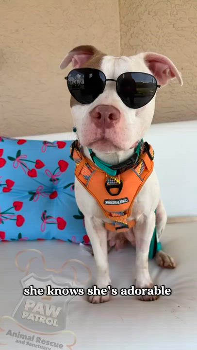 Enlarge Crystal, a ADOPTABLE mixed breed in Miami, FL video 2/3