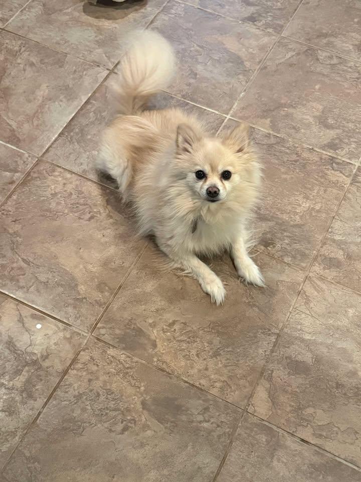 Enlarge Milo and Watson, a Adoptable Pomeranian in Union Beach, NJ image 1/2