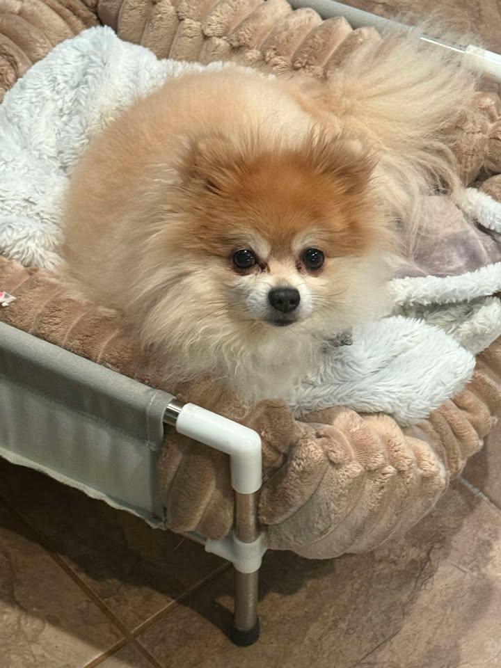 Enlarge Milo and Watson, a Adoptable Pomeranian in Union Beach, NJ image 2/2