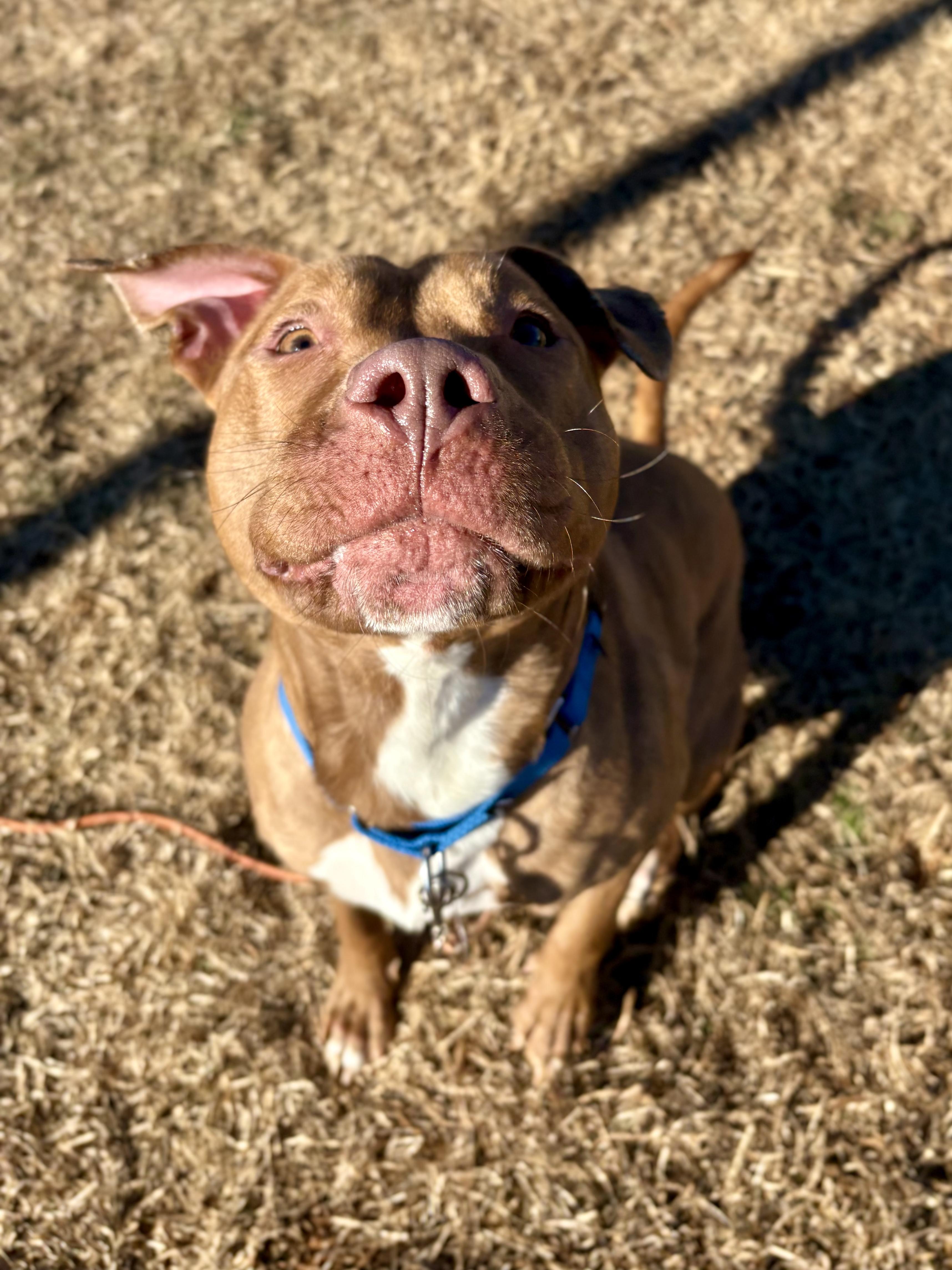 Leapfrog, a ADOPTABLE mixed breed in Columbus, OH image 5/6