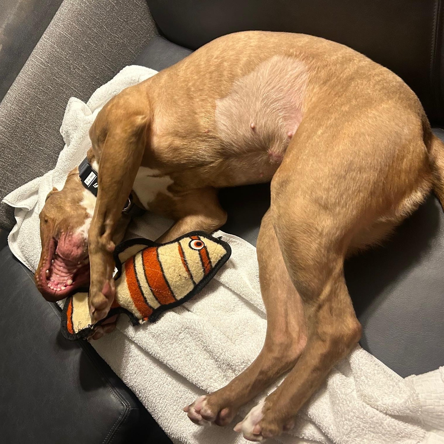 Leapfrog, a ADOPTABLE mixed breed in Columbus, OH image 2/6