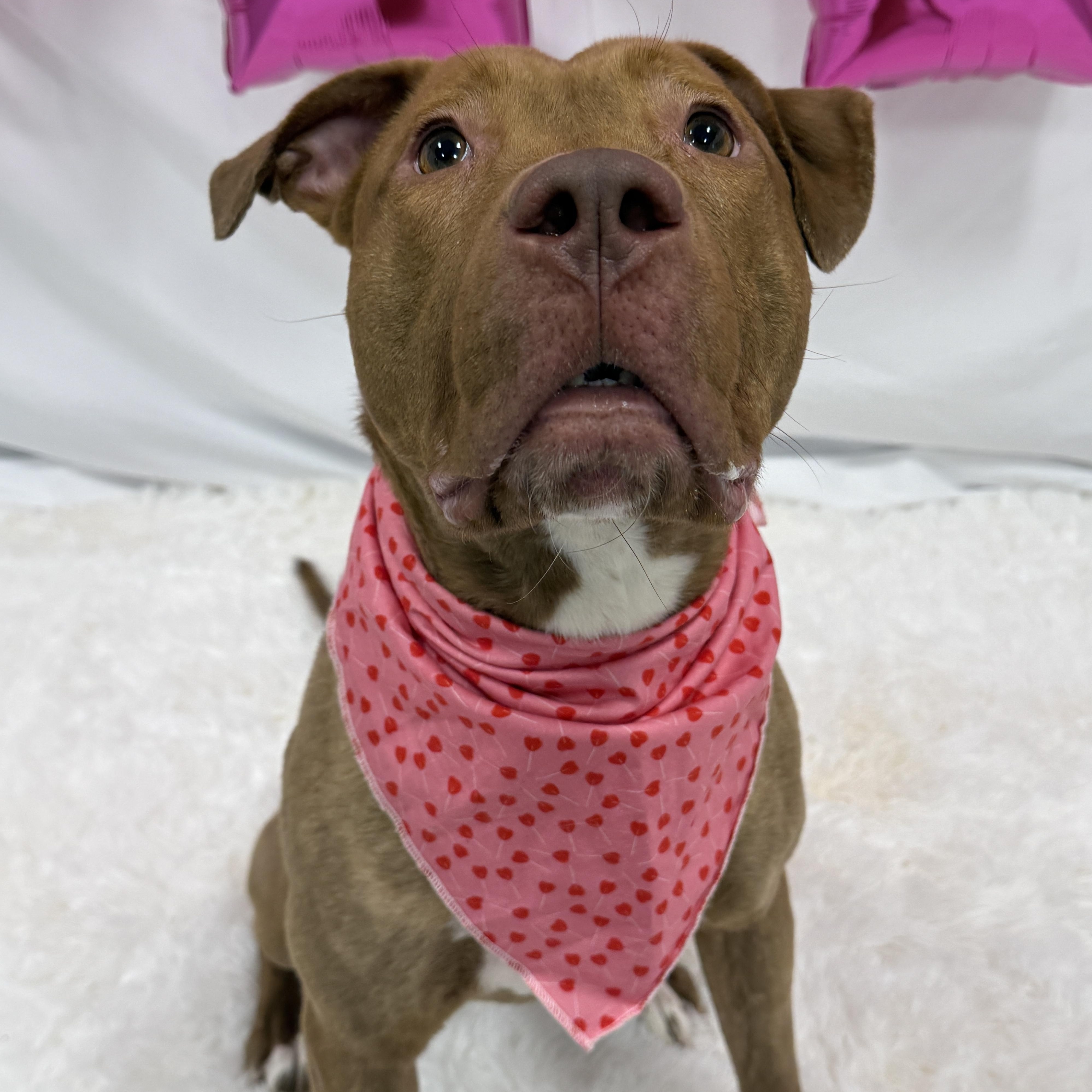 Leapfrog, a ADOPTABLE mixed breed in Columbus, OH image 1/6