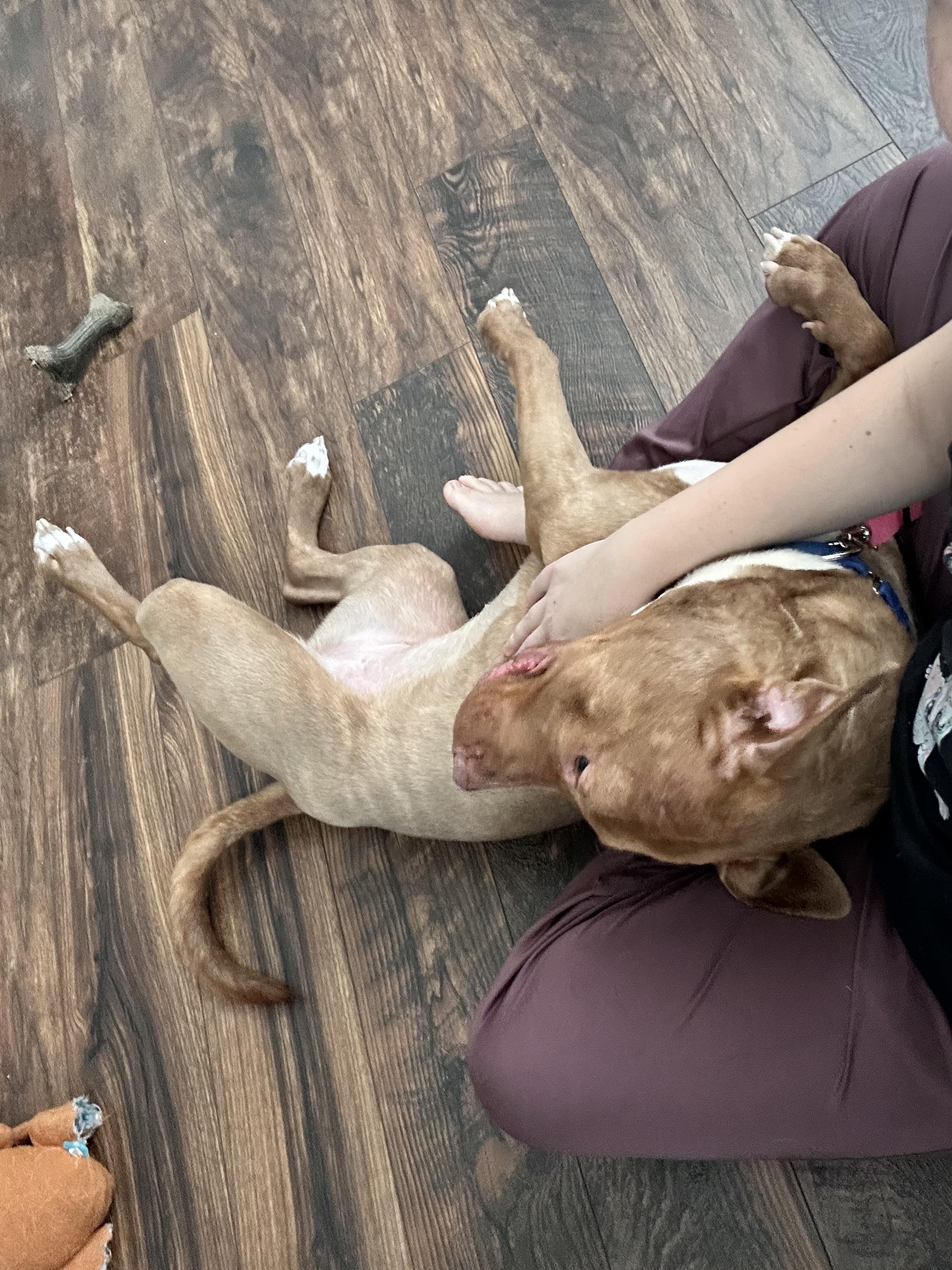 Leapfrog, a ADOPTABLE mixed breed in Columbus, OH image 6/6