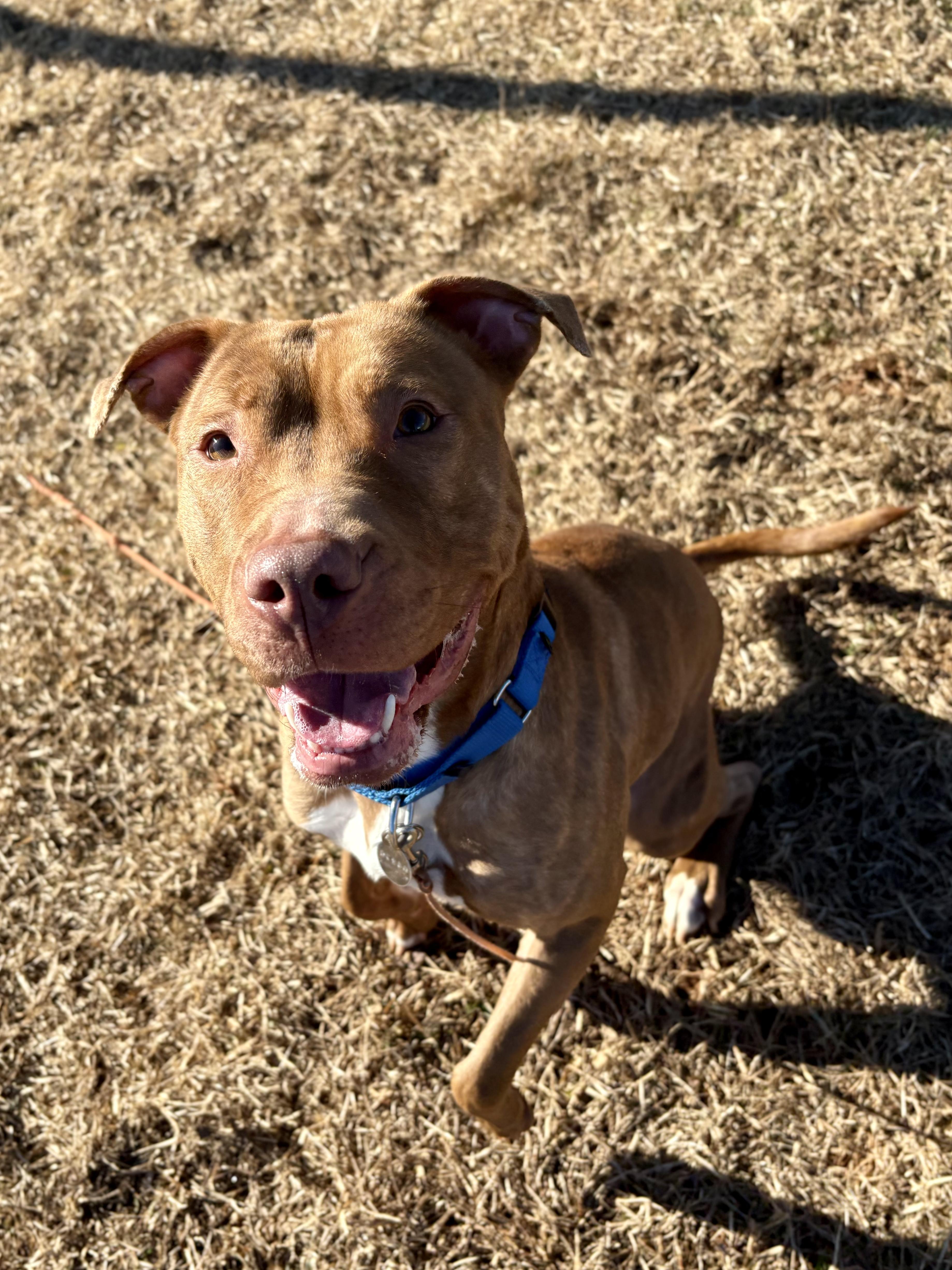 Leapfrog, a ADOPTABLE mixed breed in Columbus, OH image 3/6