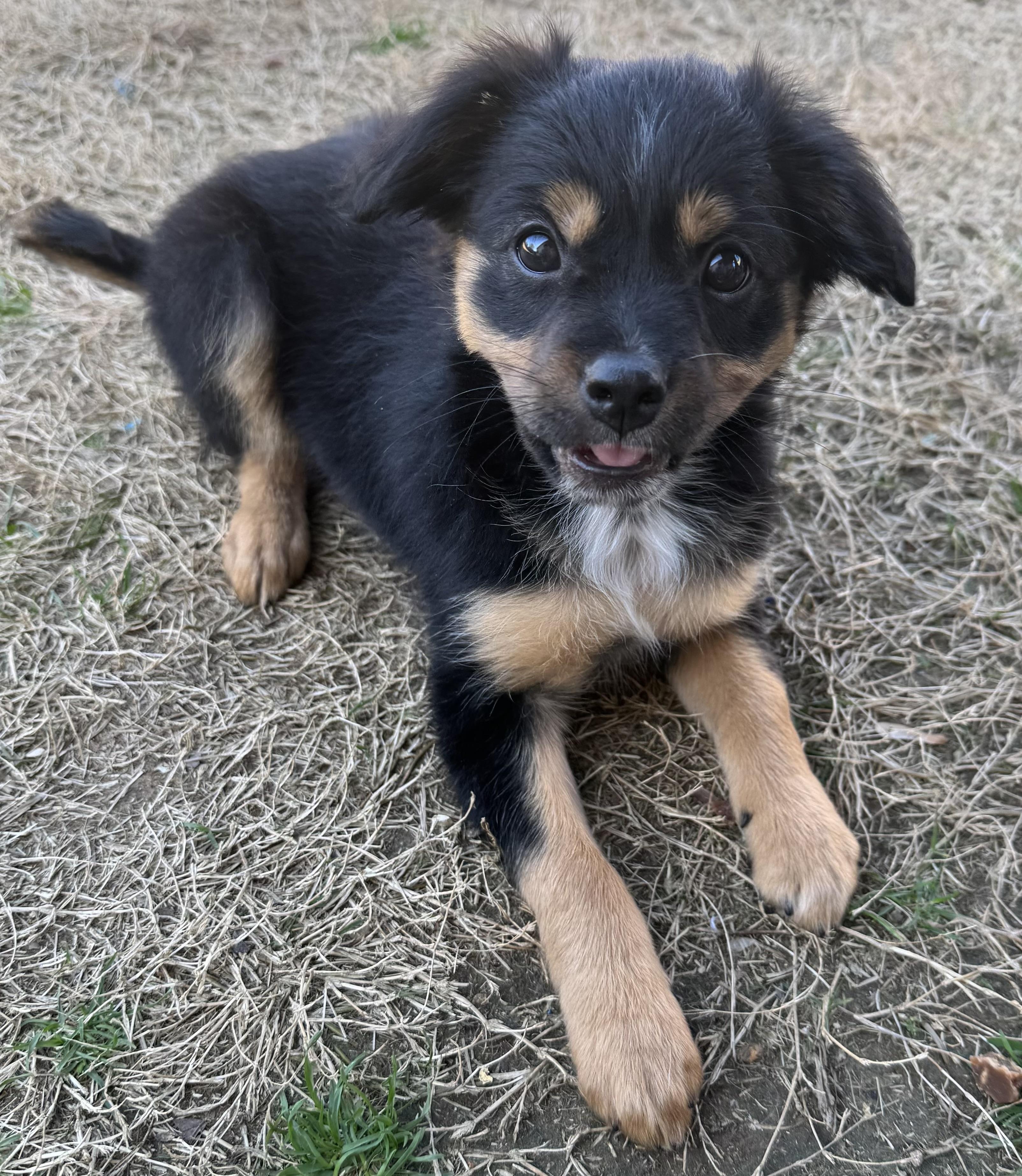 Enlarge Magnolia, a Adoptable mixed breed in Quakertown , PA image 4/6