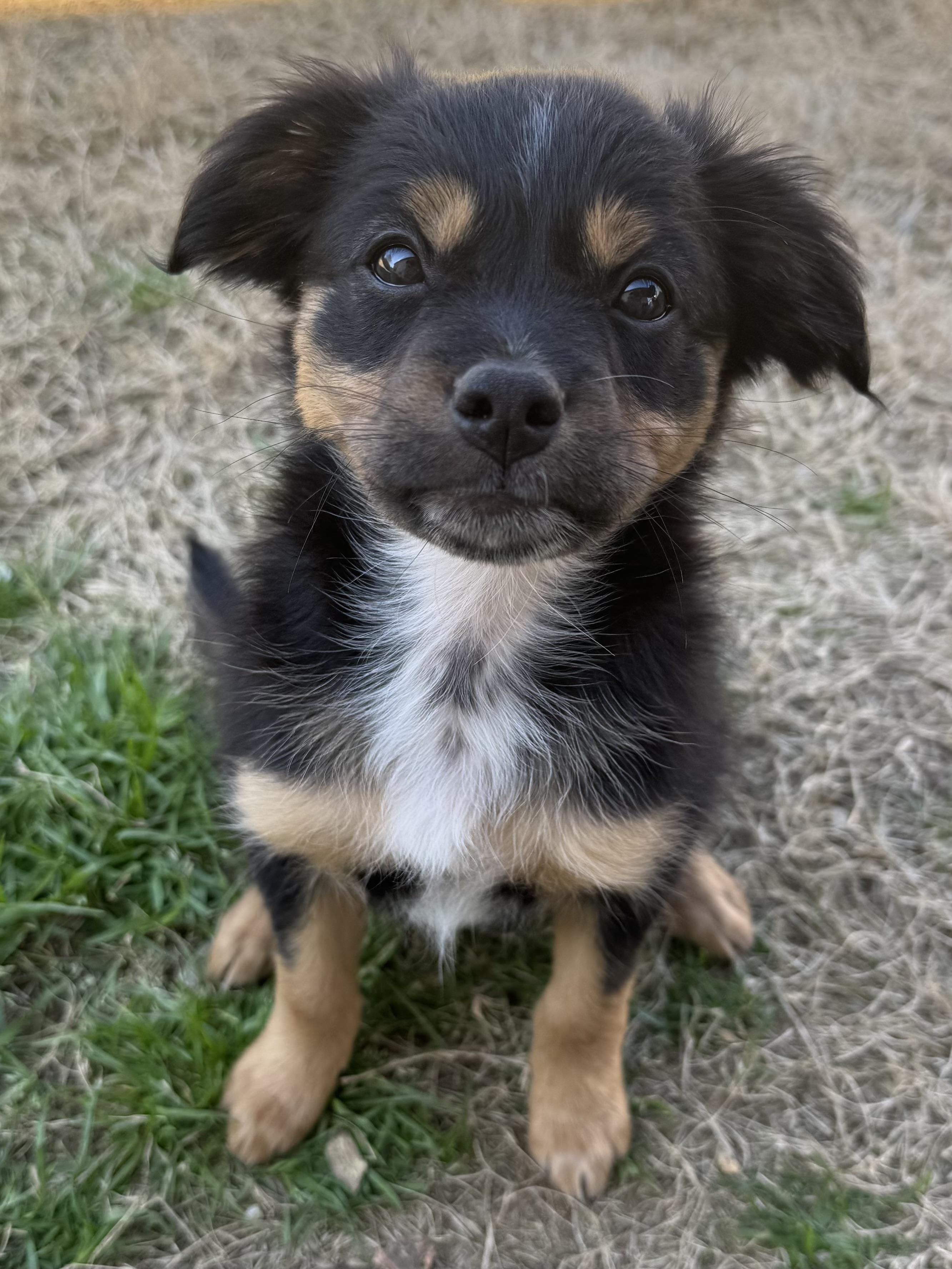 Enlarge Magnolia, a Adoptable mixed breed in Quakertown , PA image 2/6