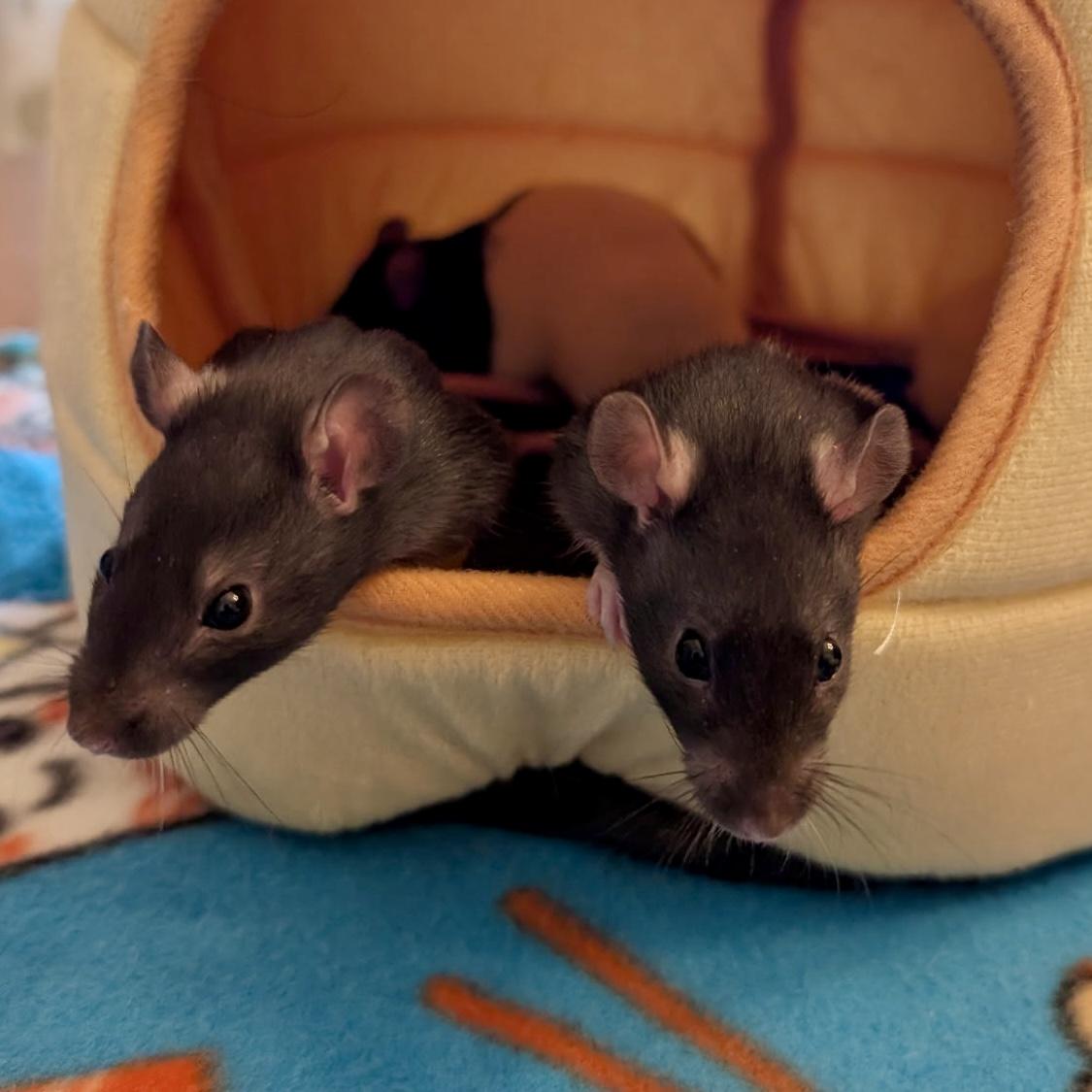 Enlarge The Love Litter (4 Ms/5 Fs), a ADOPTABLE Rat in Norcross, GA image 6/6