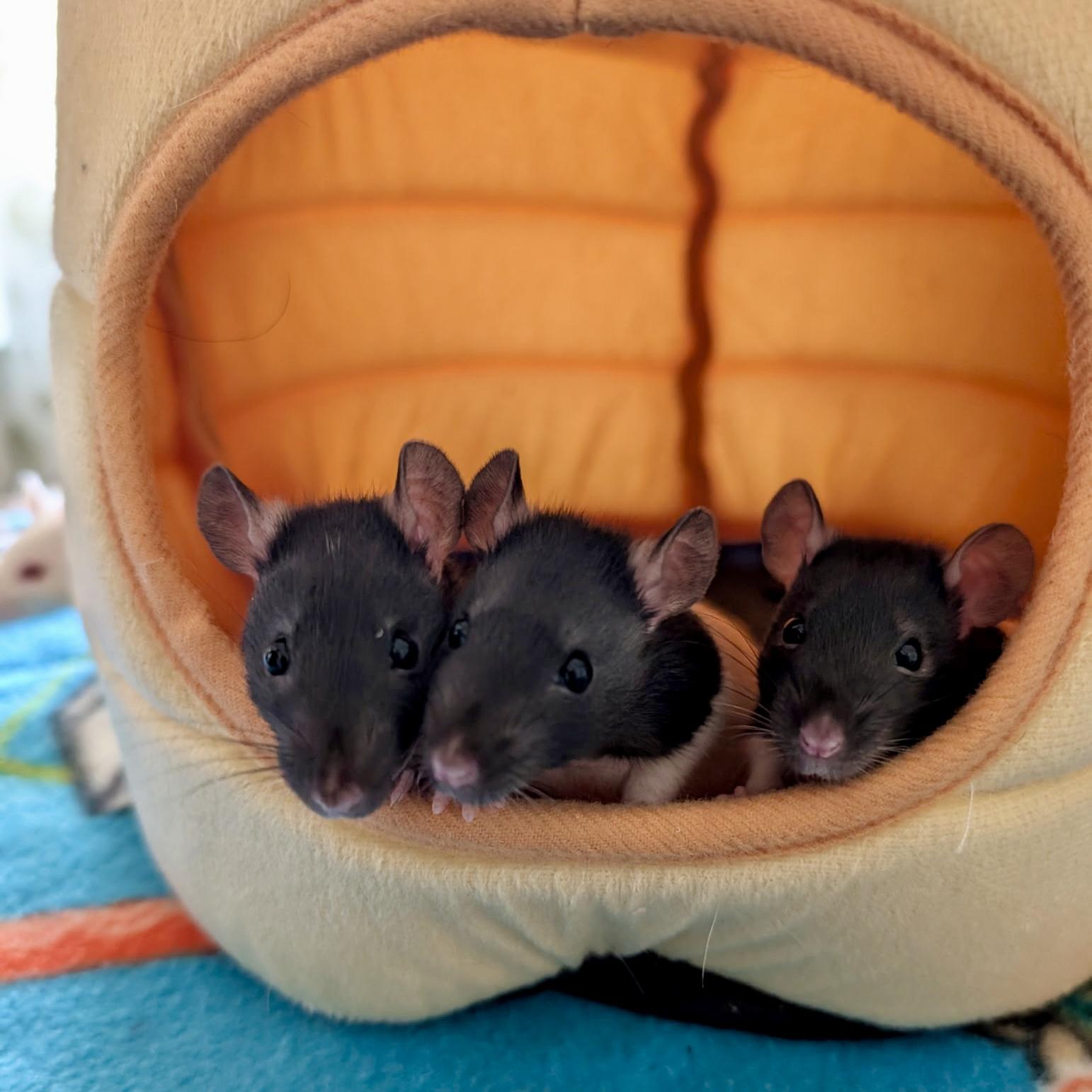 Enlarge The Love Litter (4 Ms/5 Fs), a ADOPTABLE Rat in Norcross, GA image 1/6