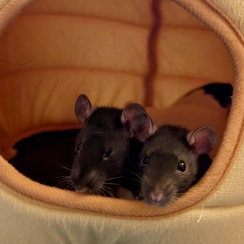 Enlarge The Love Litter (4 Ms/5 Fs), a ADOPTABLE Rat in Norcross, GA image 3/6