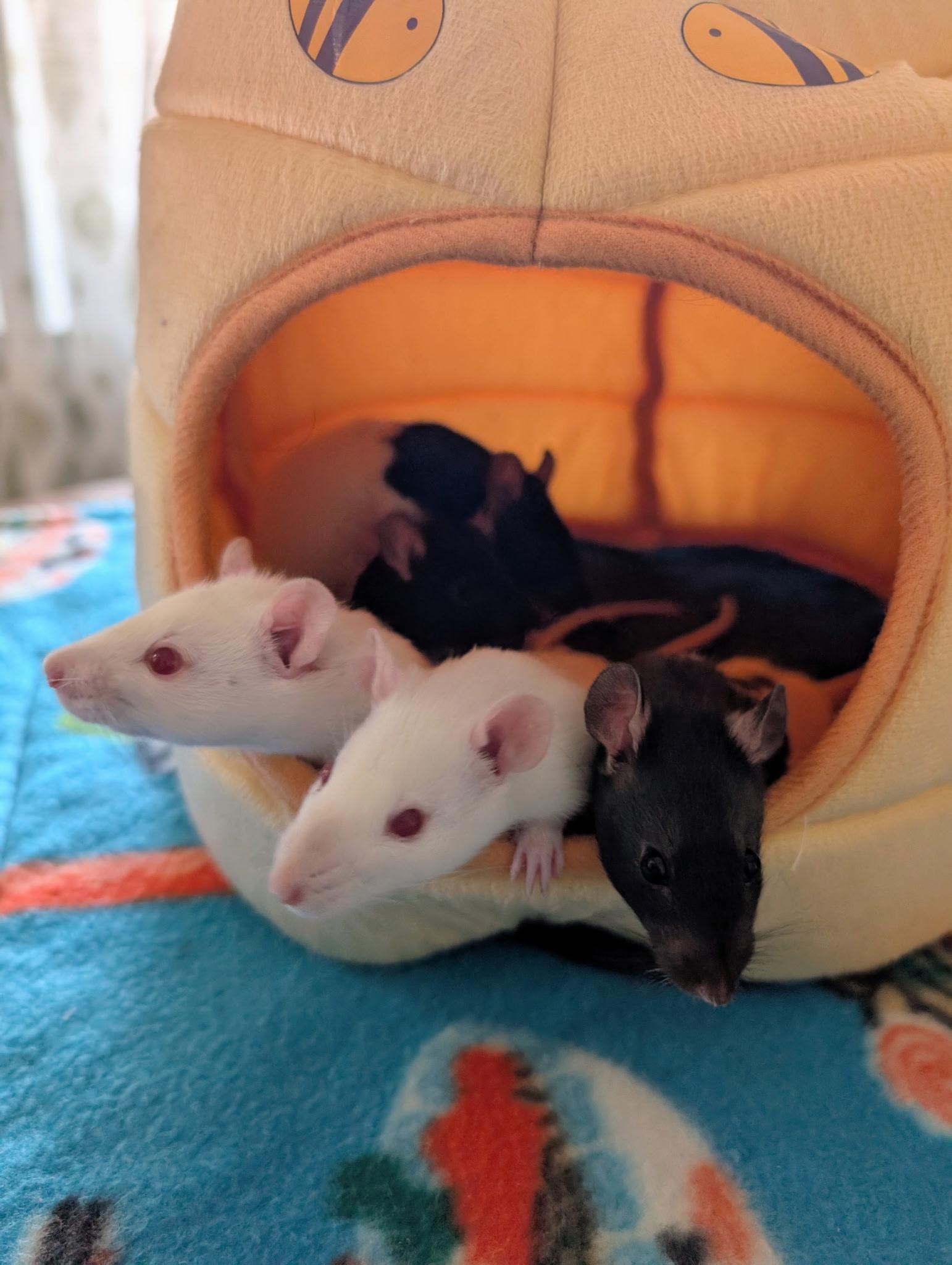 Enlarge The Love Litter (4 Ms/5 Fs), a ADOPTABLE Rat in Norcross, GA image 4/6