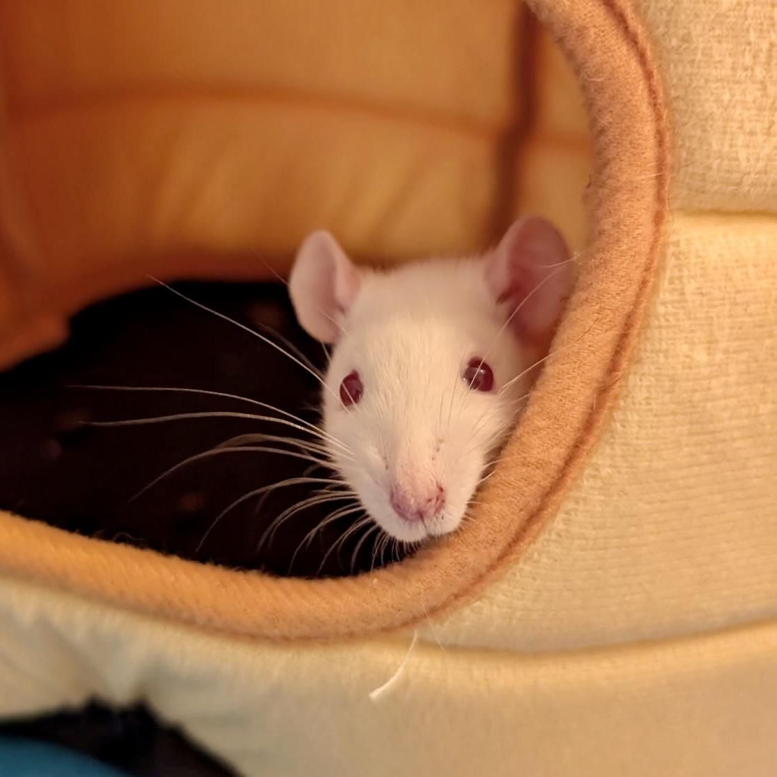Enlarge The Love Litter (4 Ms/5 Fs), a ADOPTABLE Rat in Norcross, GA image 2/6