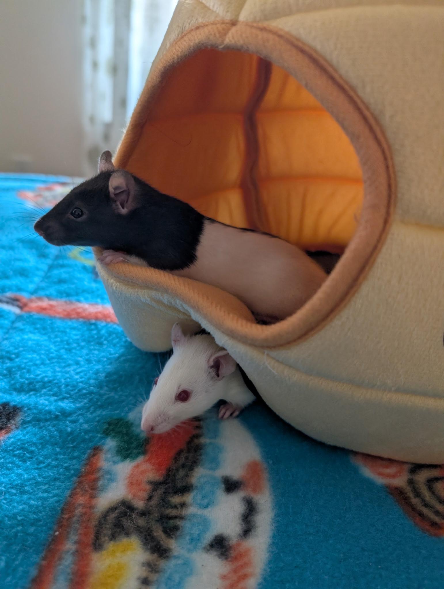 Enlarge The Love Litter (4 Ms/5 Fs), a ADOPTABLE Rat in Norcross, GA image 5/6