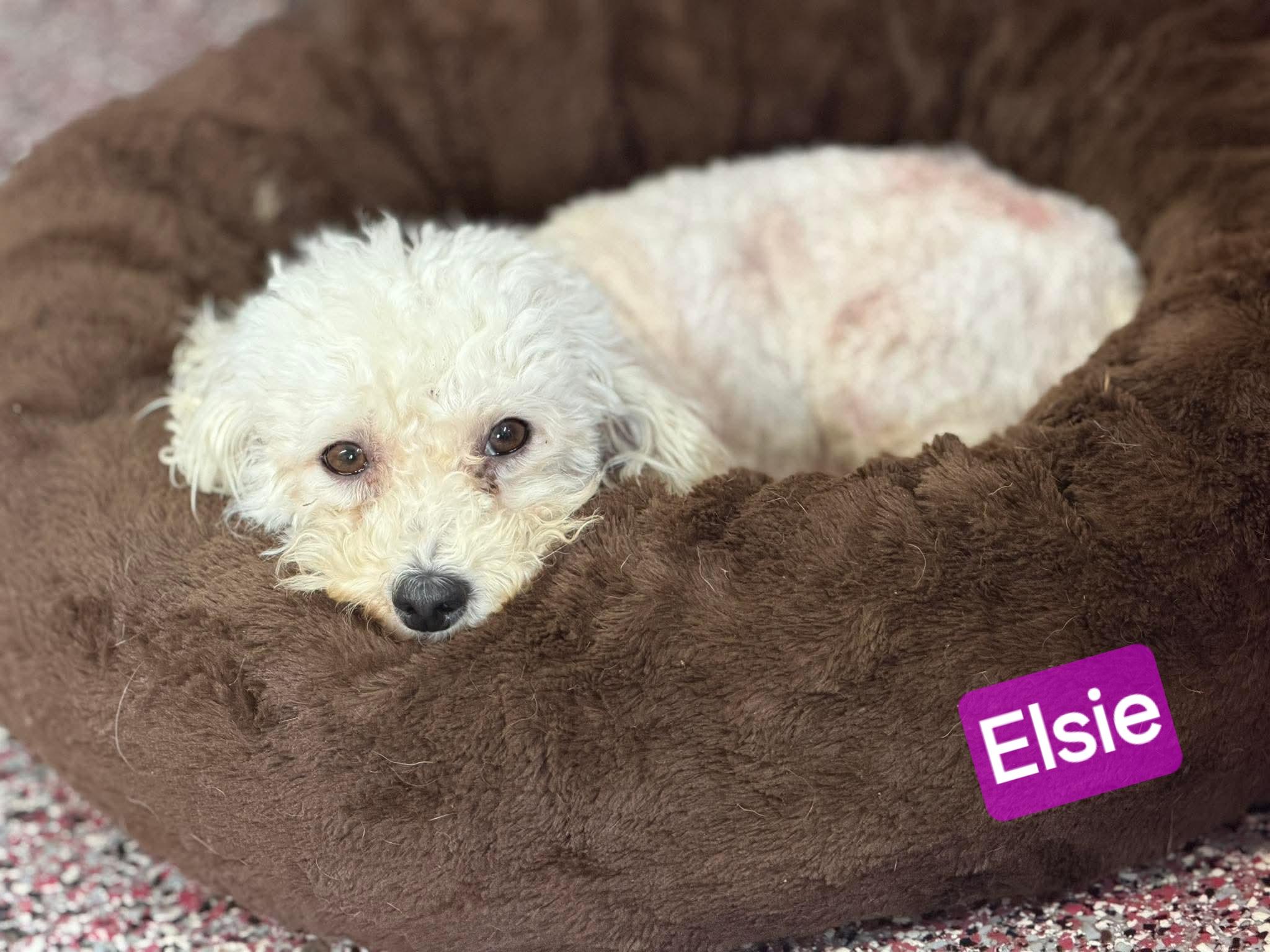 Enlarge Elsie, a Adoptable mixed breed in Wheelersburg, OH image 1/2