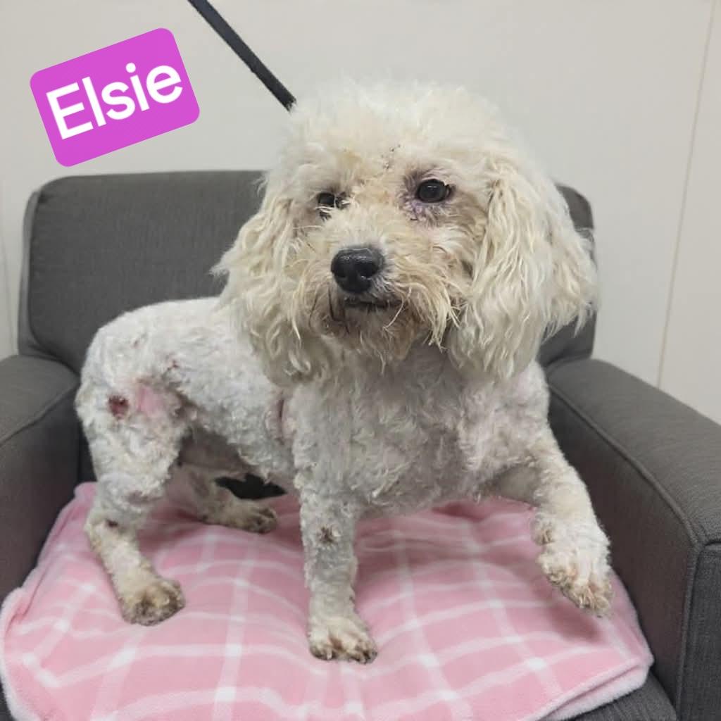 Enlarge Elsie, a Adoptable mixed breed in Wheelersburg, OH image 2/2
