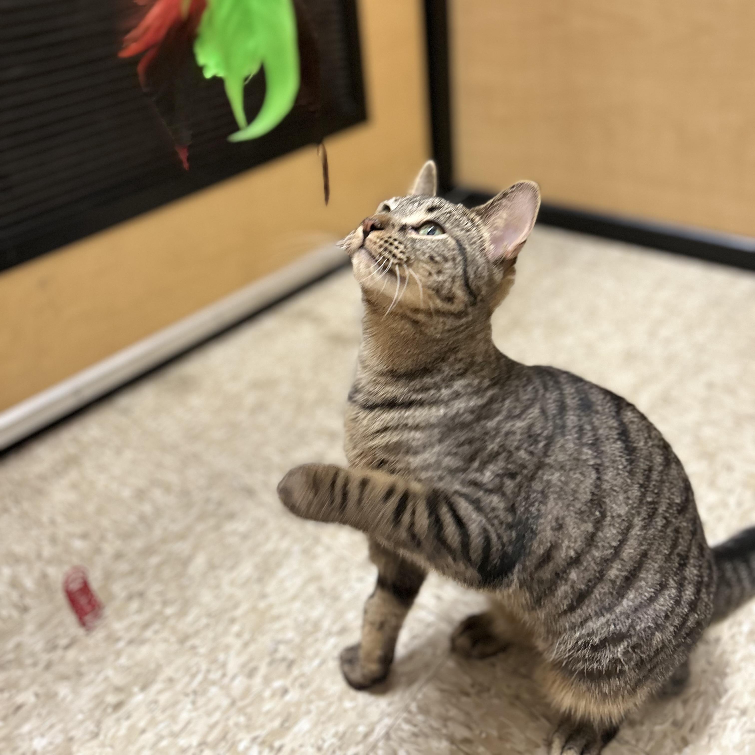 Enlarge Kona, an adopted Domestic Short Hair in Norwalk, CT image 4/4