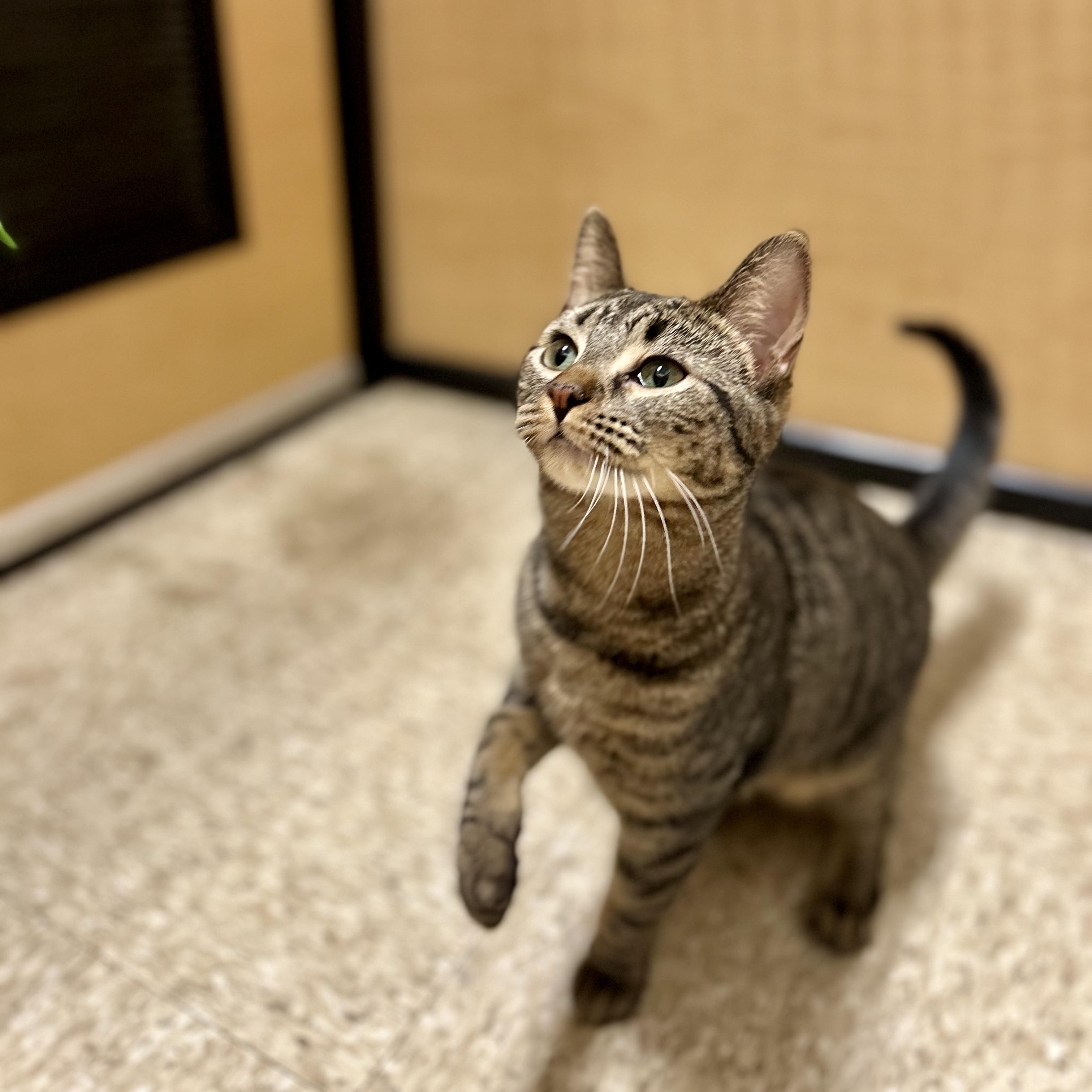 Kona, adopted, Kitten Female Domestic Short Hair.