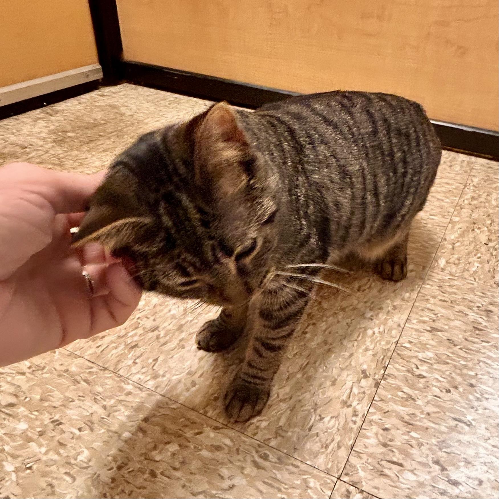 Enlarge Kona, an adopted Domestic Short Hair in Norwalk, CT image 2/4