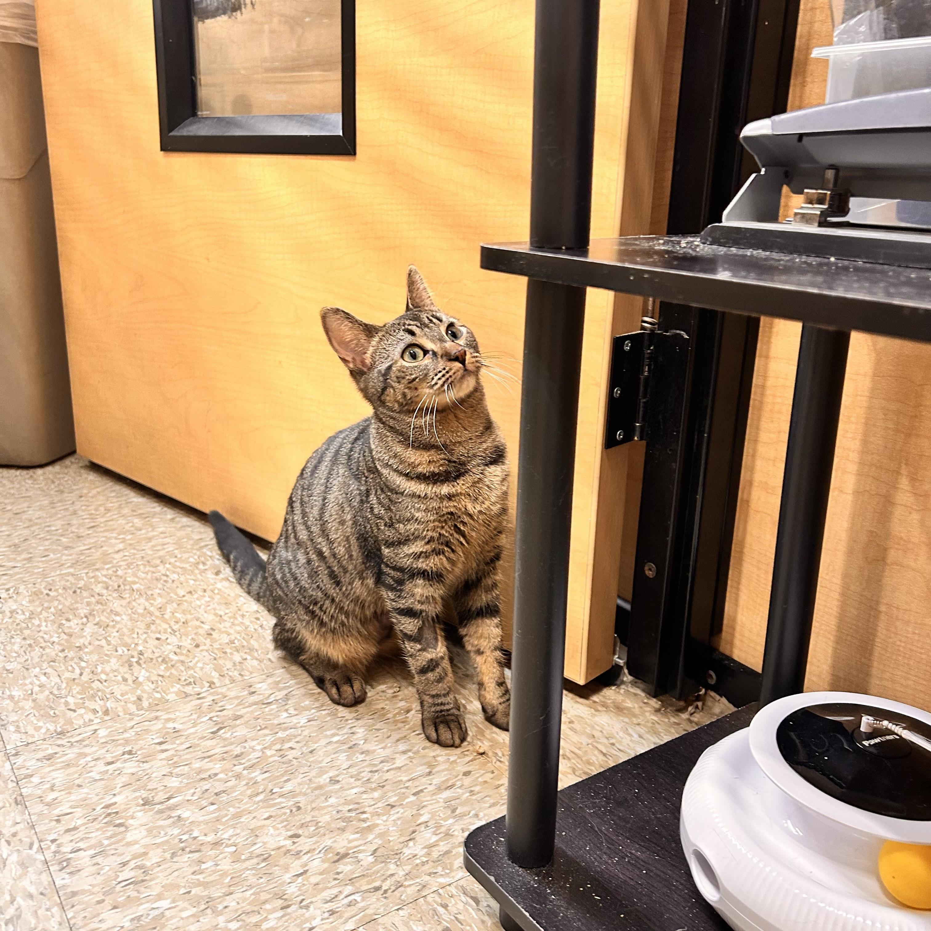 Enlarge Kona, an adopted Domestic Short Hair in Norwalk, CT image 3/4