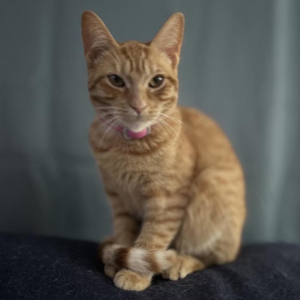 Enlarge Nutmeg , a ADOPTABLE Domestic Short Hair in Flint, MI image 1/2
