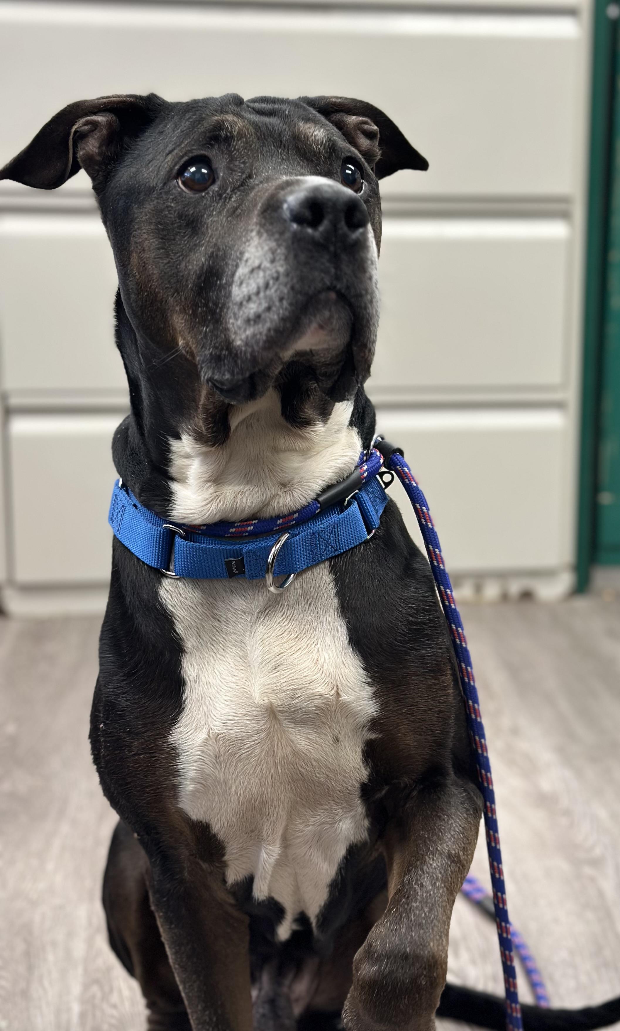 Dozer, Adoptable, Senior Male Great Dane.