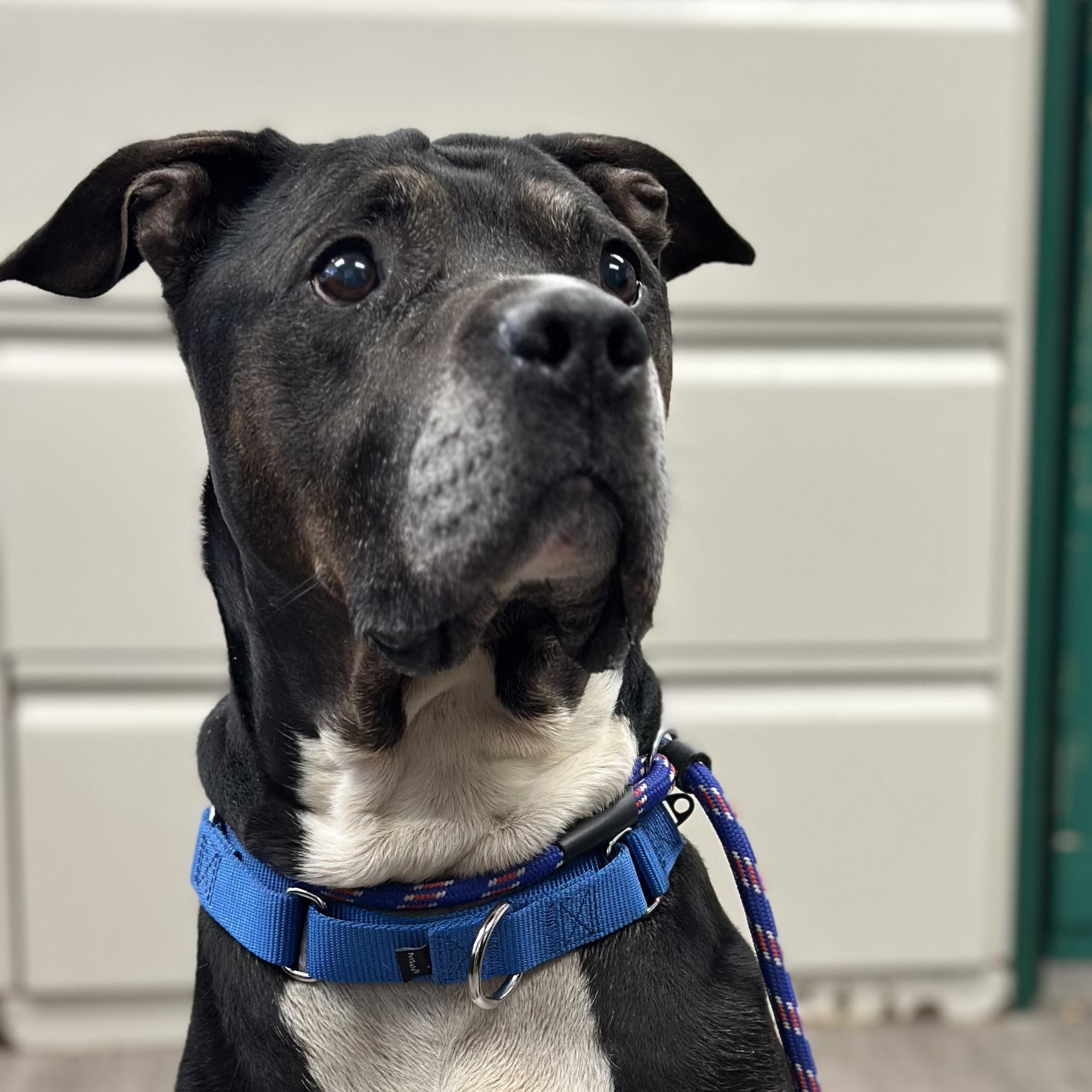Enlarge Dozer, a Adoptable mixed breed in Newburgh, NY image 1/2