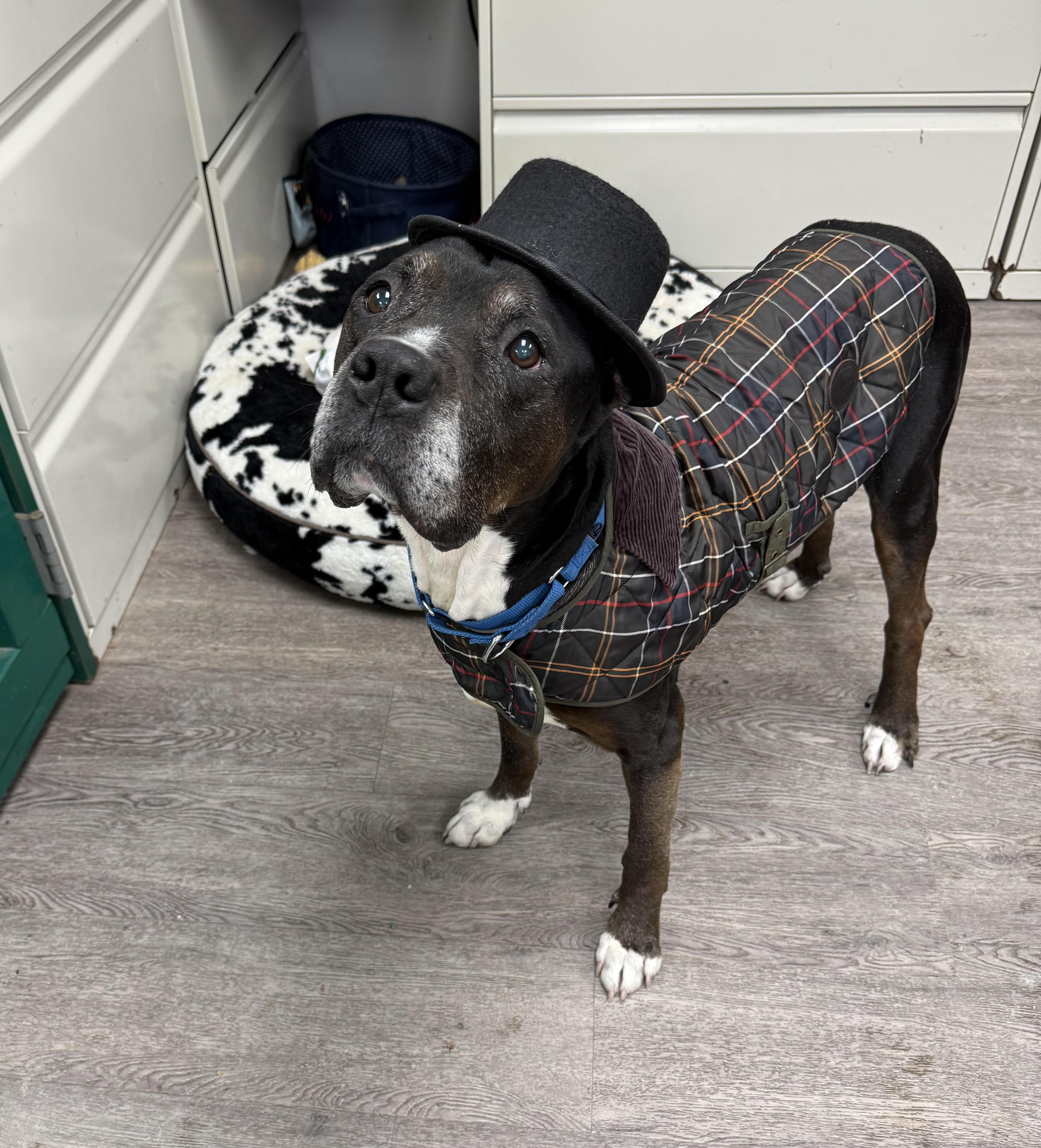 Enlarge Dozer, a Adoptable mixed breed in Newburgh, NY image 2/3