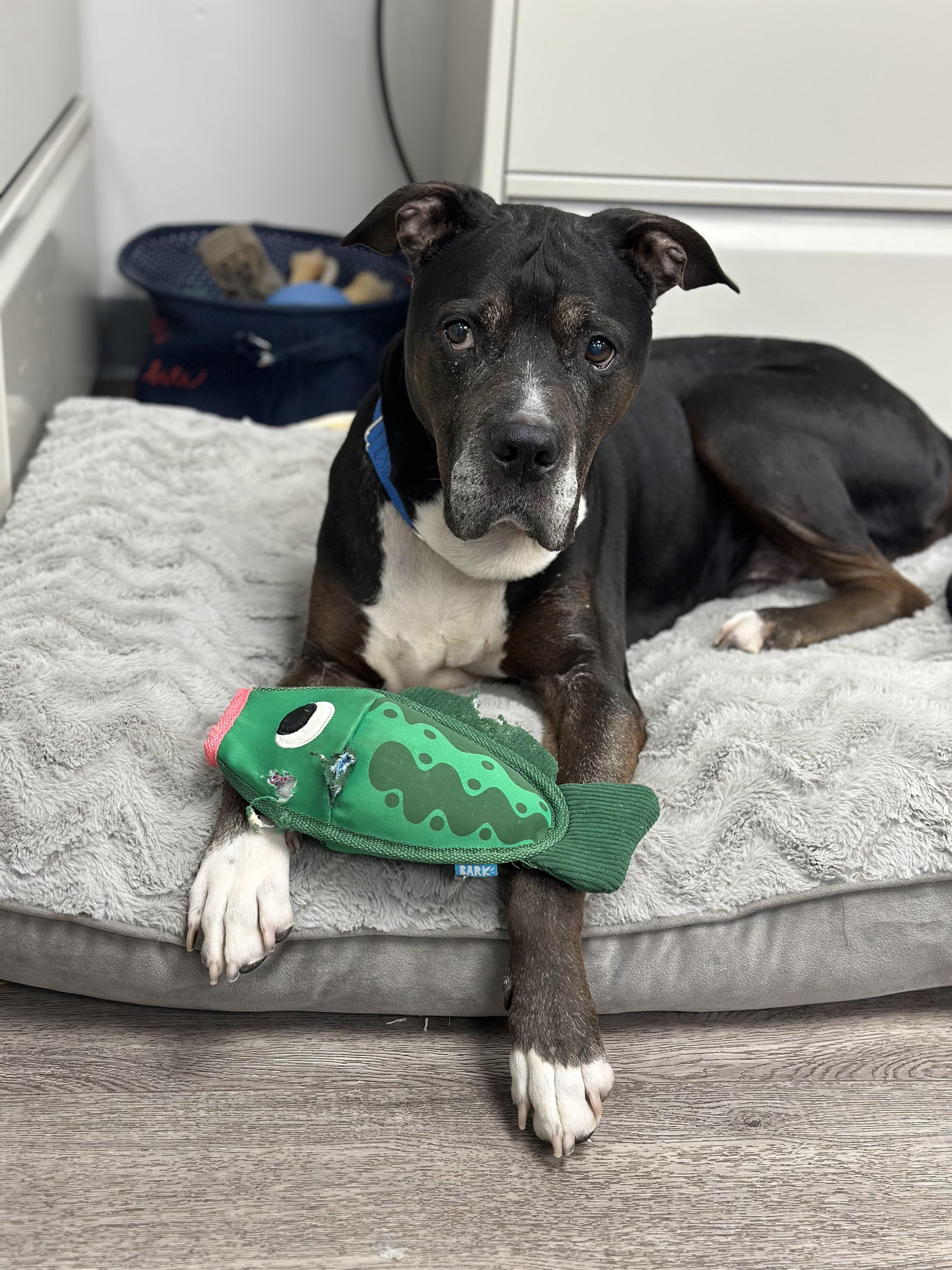 Enlarge Dozer, a Adoptable mixed breed in Newburgh, NY image 3/3