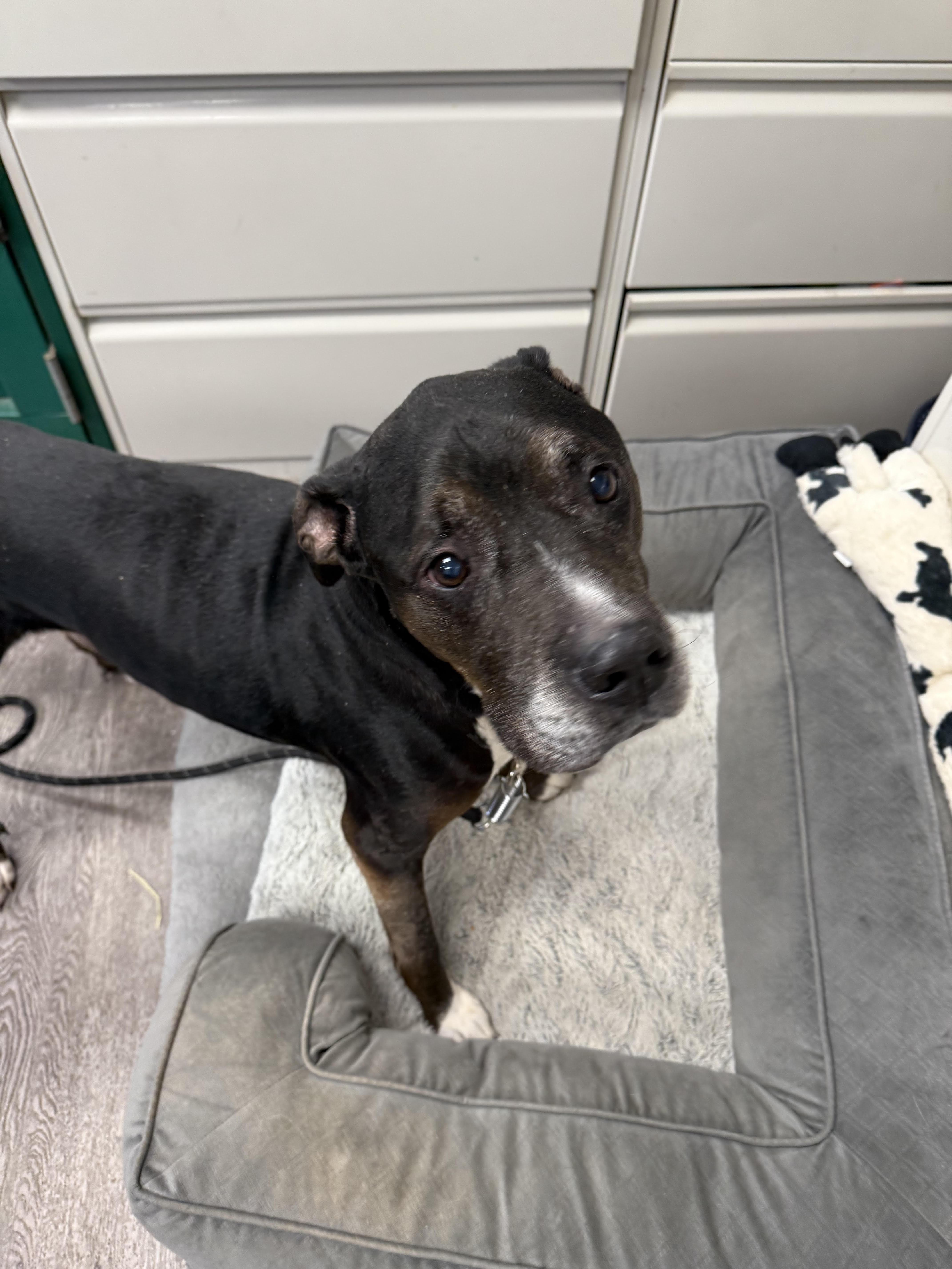 Dozer, a Adoptable mixed breed in Newburgh, NY image 2/2