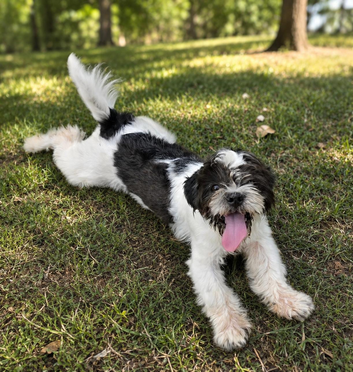 Enlarge Richie, a Adopted mixed breed in Putnam, CT image 2/3