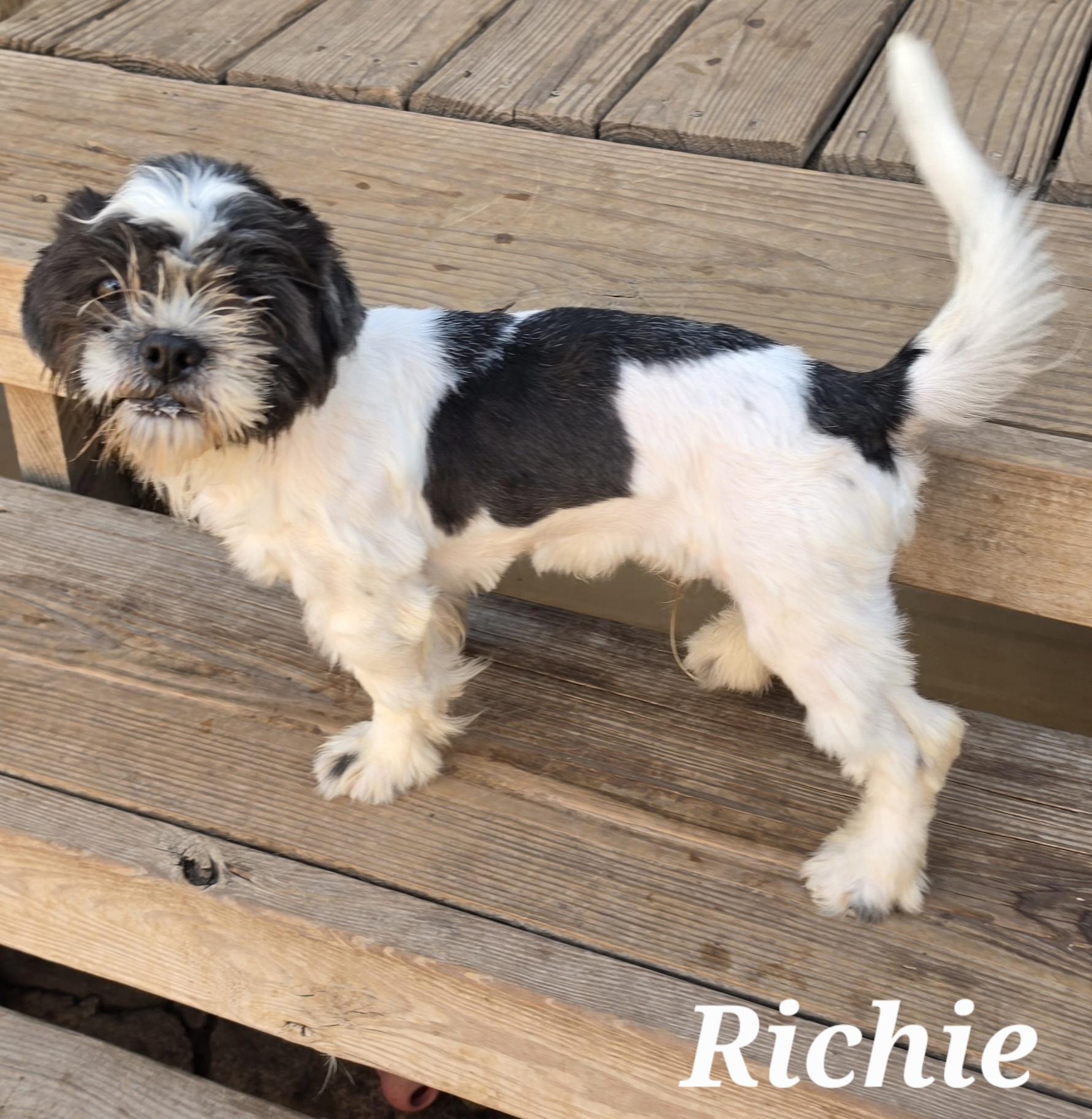 Enlarge Richie, a Adopted mixed breed in Putnam, CT image 3/3