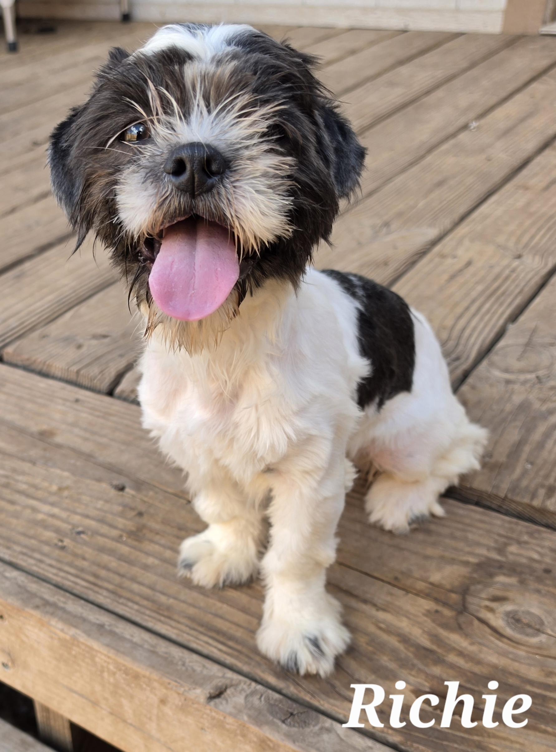 Enlarge Richie, a Adopted mixed breed in Putnam, CT image 1/3