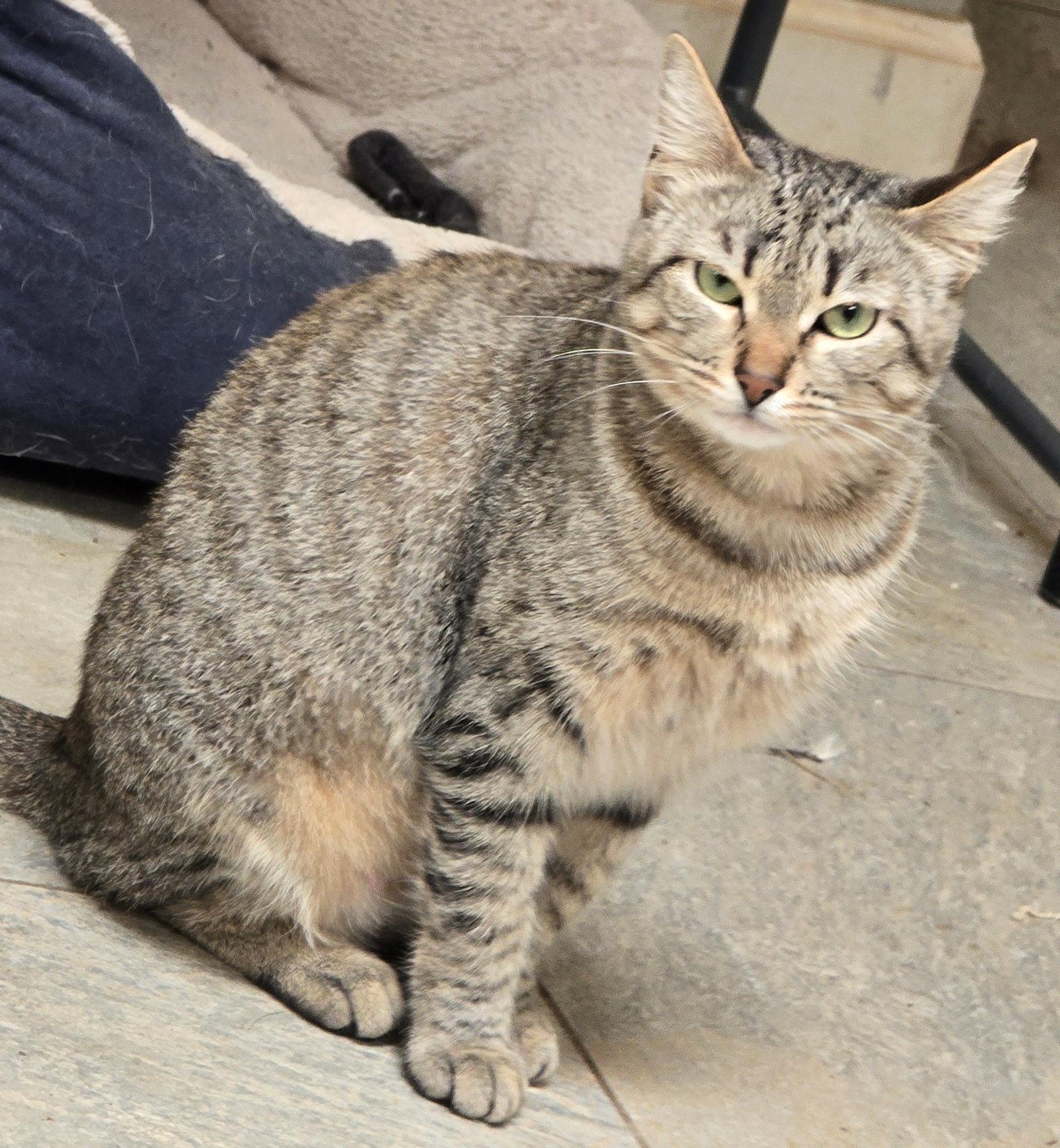 Lily, Adoptable, Adult Female Tabby.