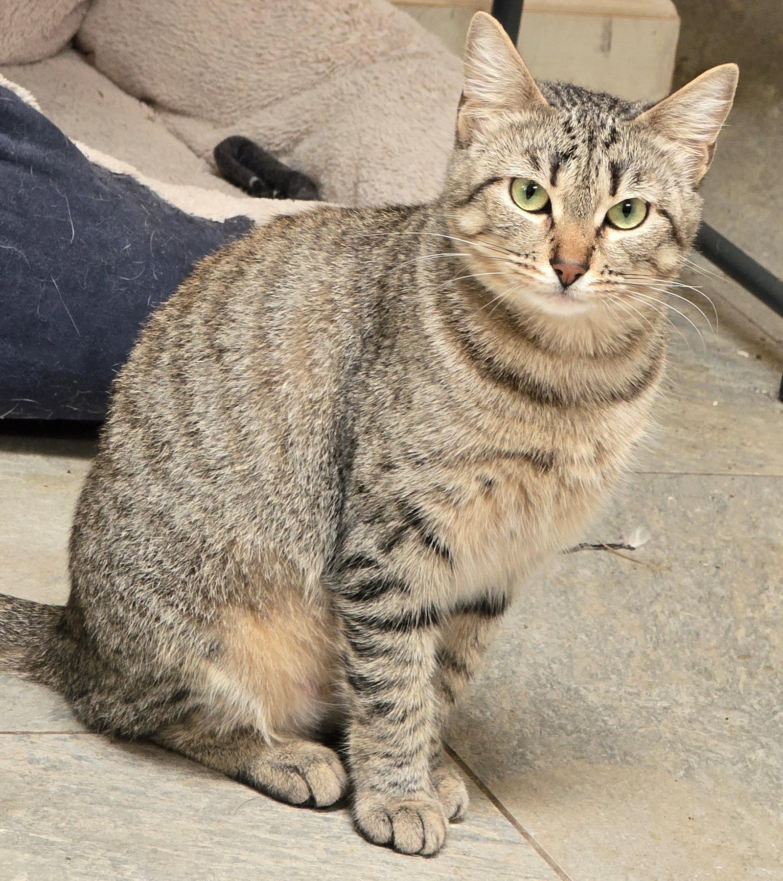Lily, a Adoptable Tabby in Palo Alto, CA image 2/3