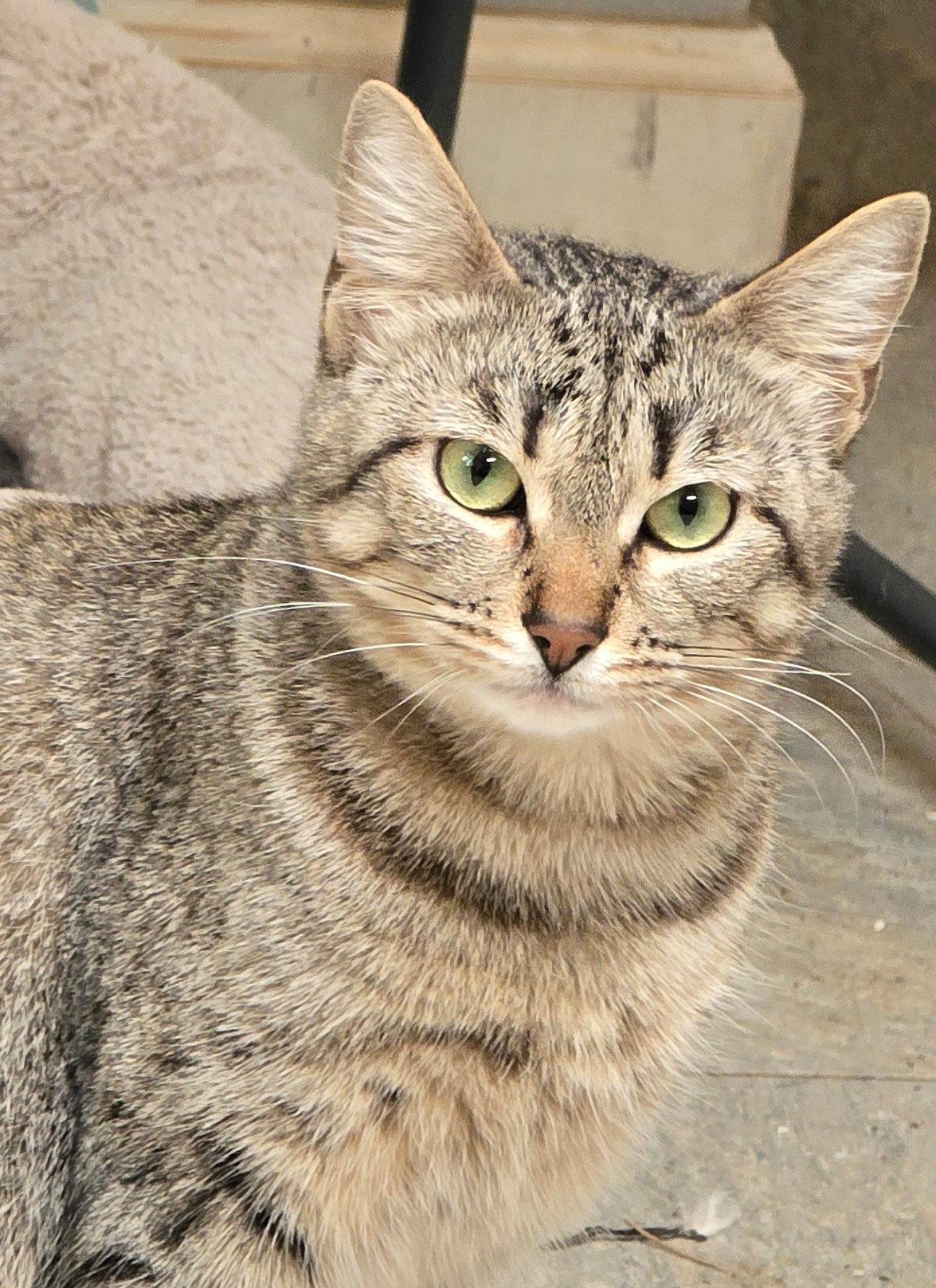 Lily, a Adoptable Tabby in Palo Alto, CA image 3/3