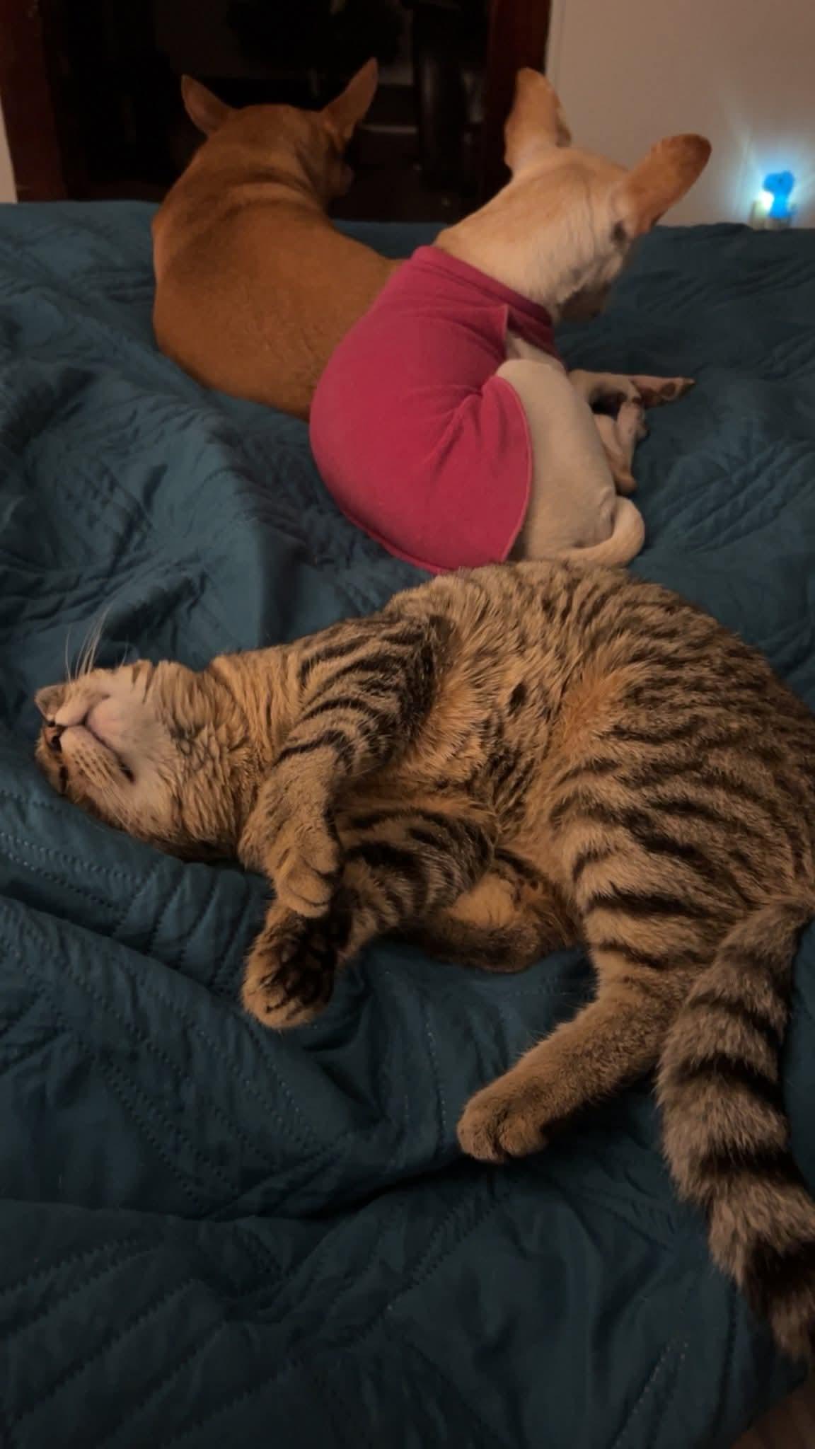 Niko, Adoptable, Young Male Tabby.