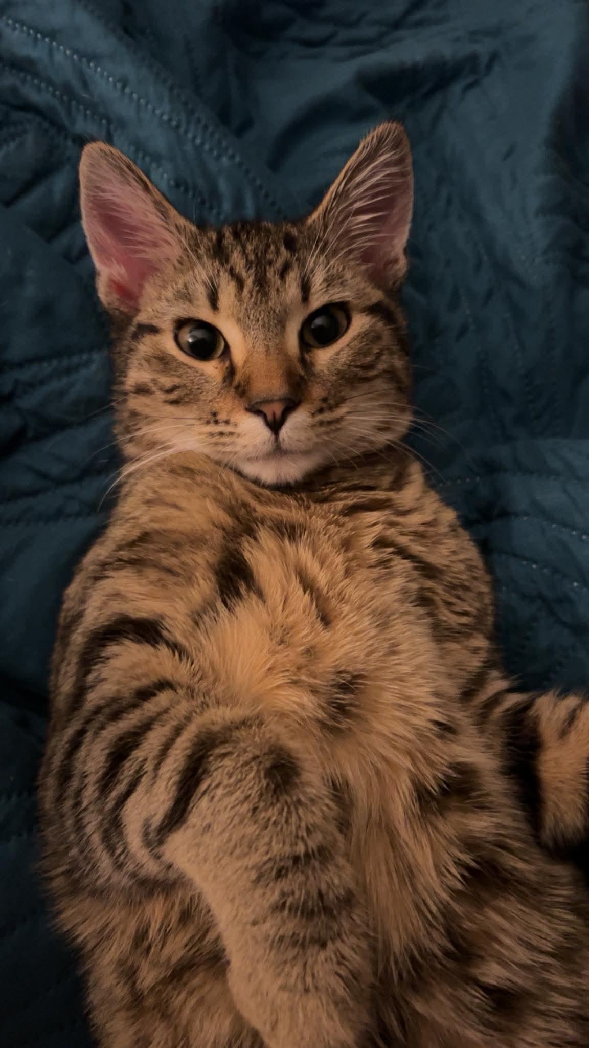 Enlarge Niko, a Adoptable Tabby in O'Fallon, MO image 3/3