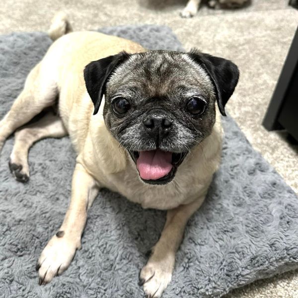 Lady, Adoptable, Senior Female Pug.