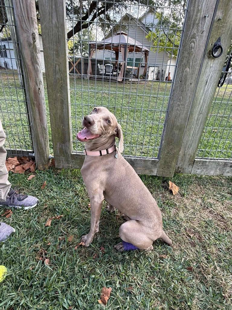 Luna (was Blu), Adoptable, Adult Female Weimaraner.