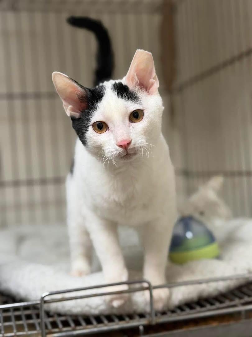 Mochi, Adoptable, Kitten Female Devon Rex.