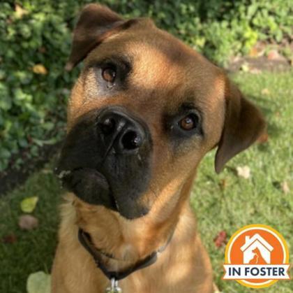 Enlarge Troy, a Adoptable mixed breed in Merriam, KS image 1/3
