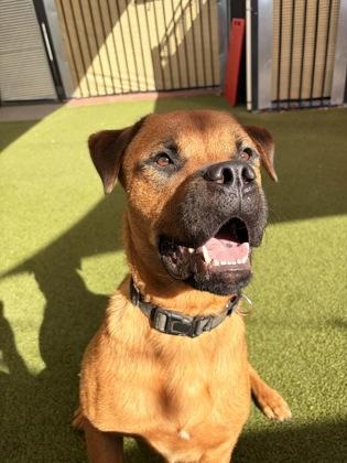 Enlarge Troy, a Adoptable mixed breed in Merriam, KS image 2/3