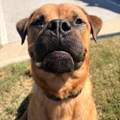 Enlarge Troy, a Adoptable mixed breed in Merriam, KS image 3/3