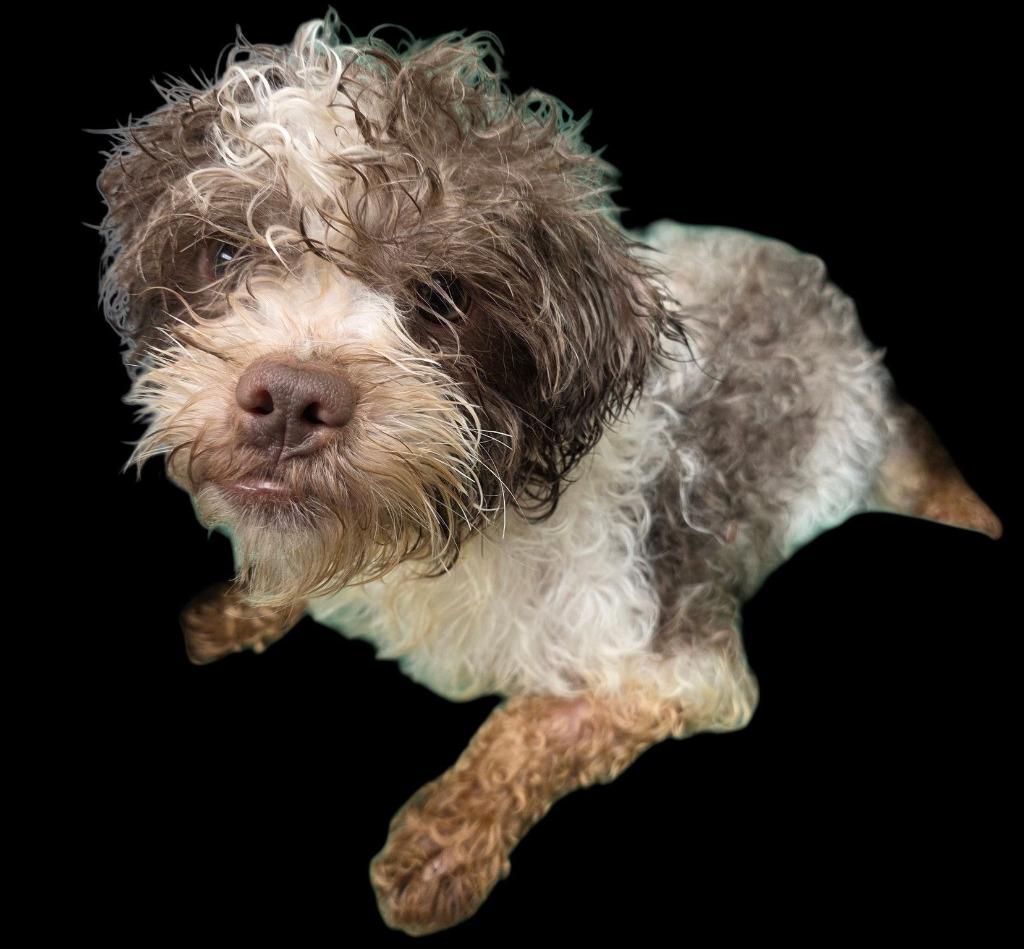 Dawson - Adopted | Petfinder