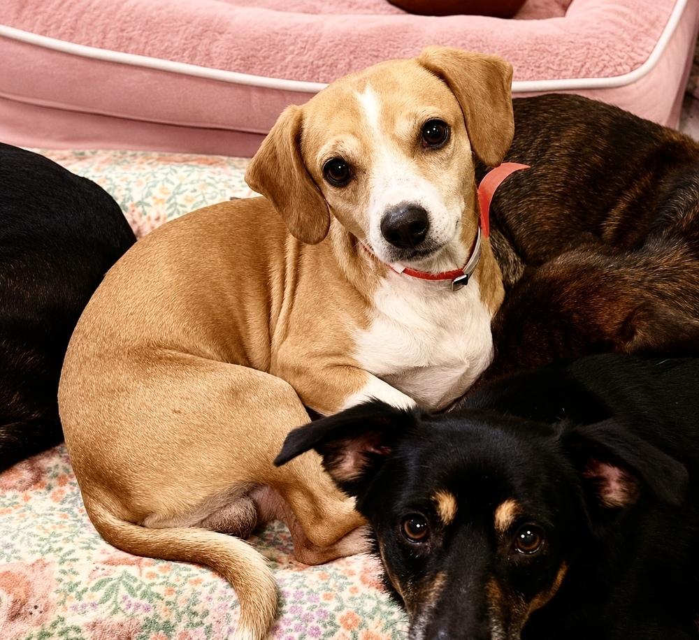 Jacob, Adoptable, Adult Male Chihuahua & Beagle.