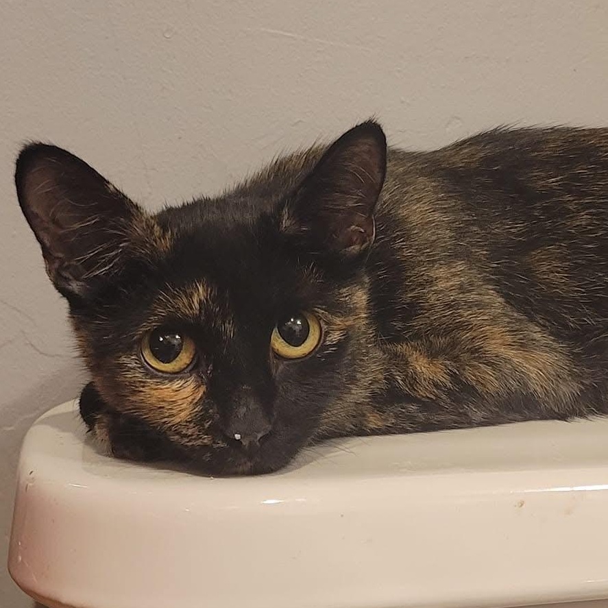 Roxie, Adoptable, Young Female Domestic Short Hair & Tortoiseshell.