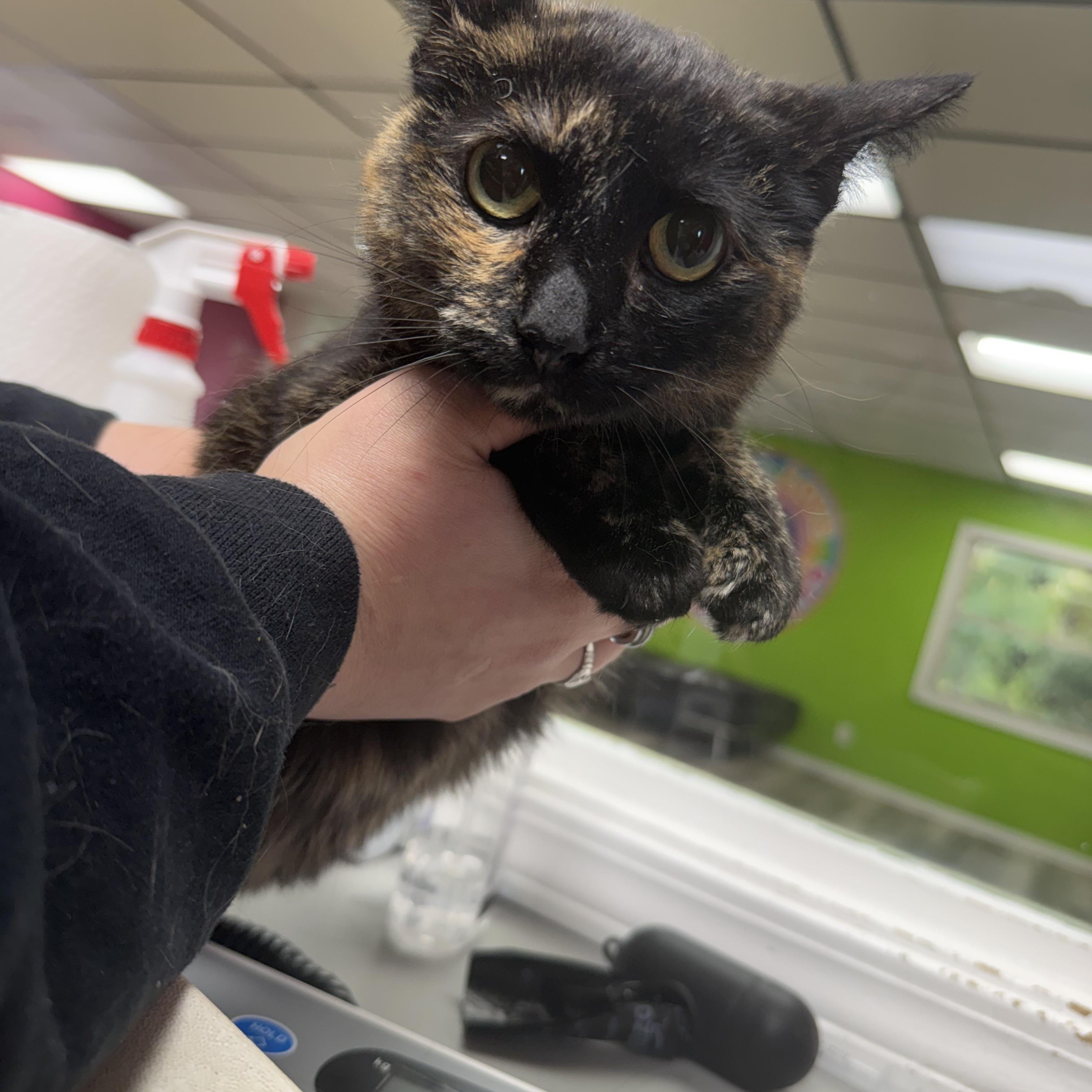 Enlarge Roxie (ADOPTION FEE SPONSORED), a Adoptable mixed breed in Lemont, IL image 5/6