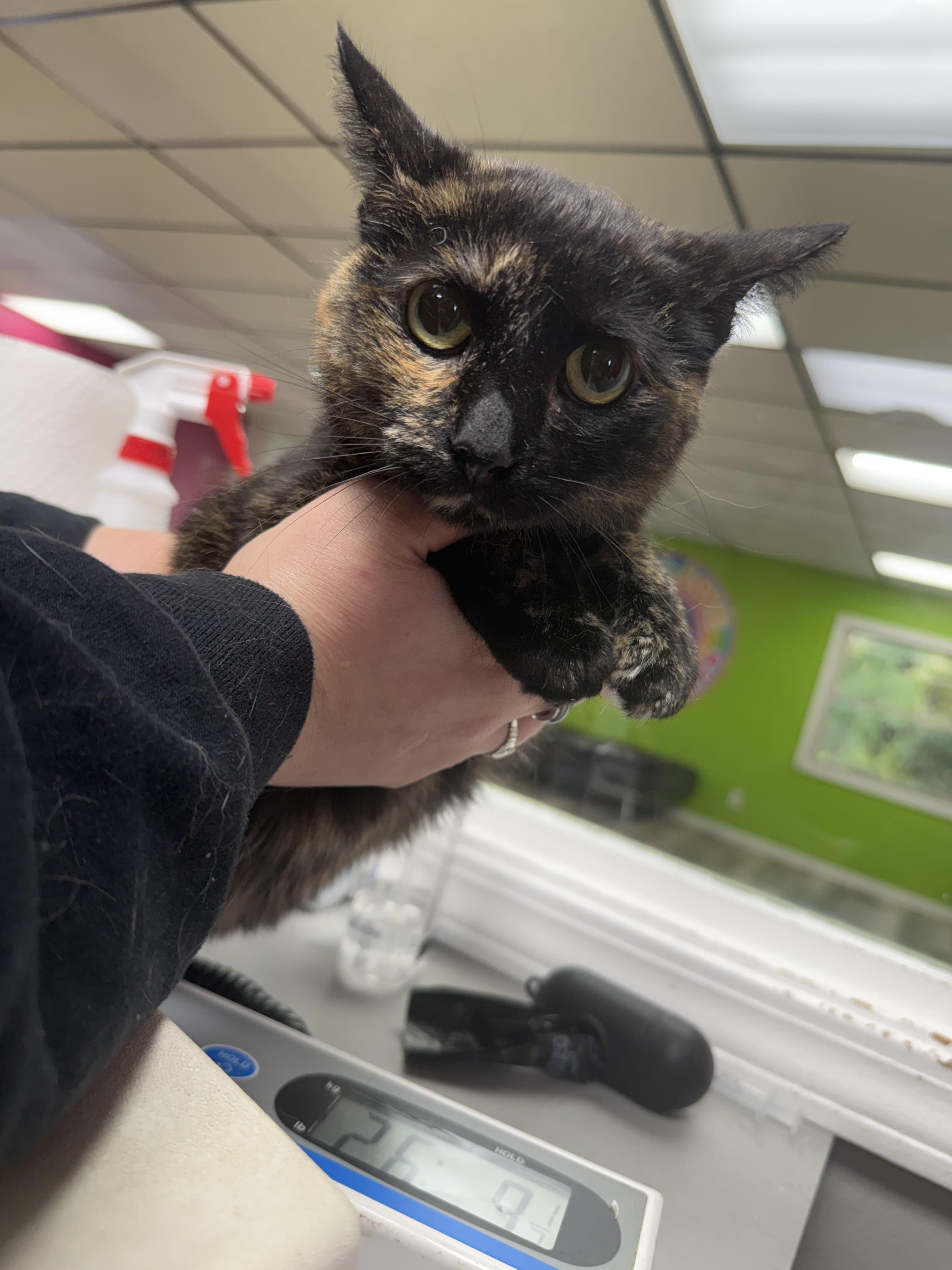 Enlarge Roxie, a Adoptable mixed breed in Lemont, IL image 5/6